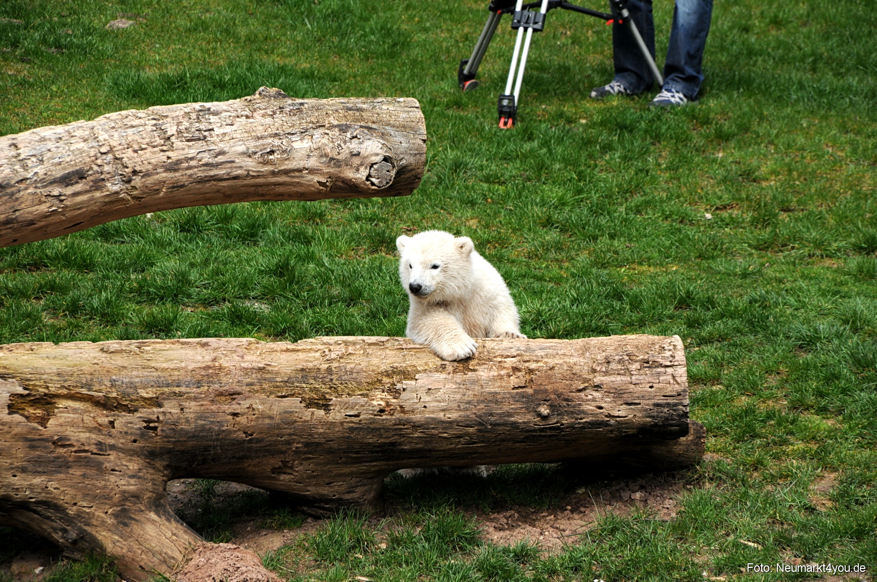 0040 Flocke Nuernberg 080408