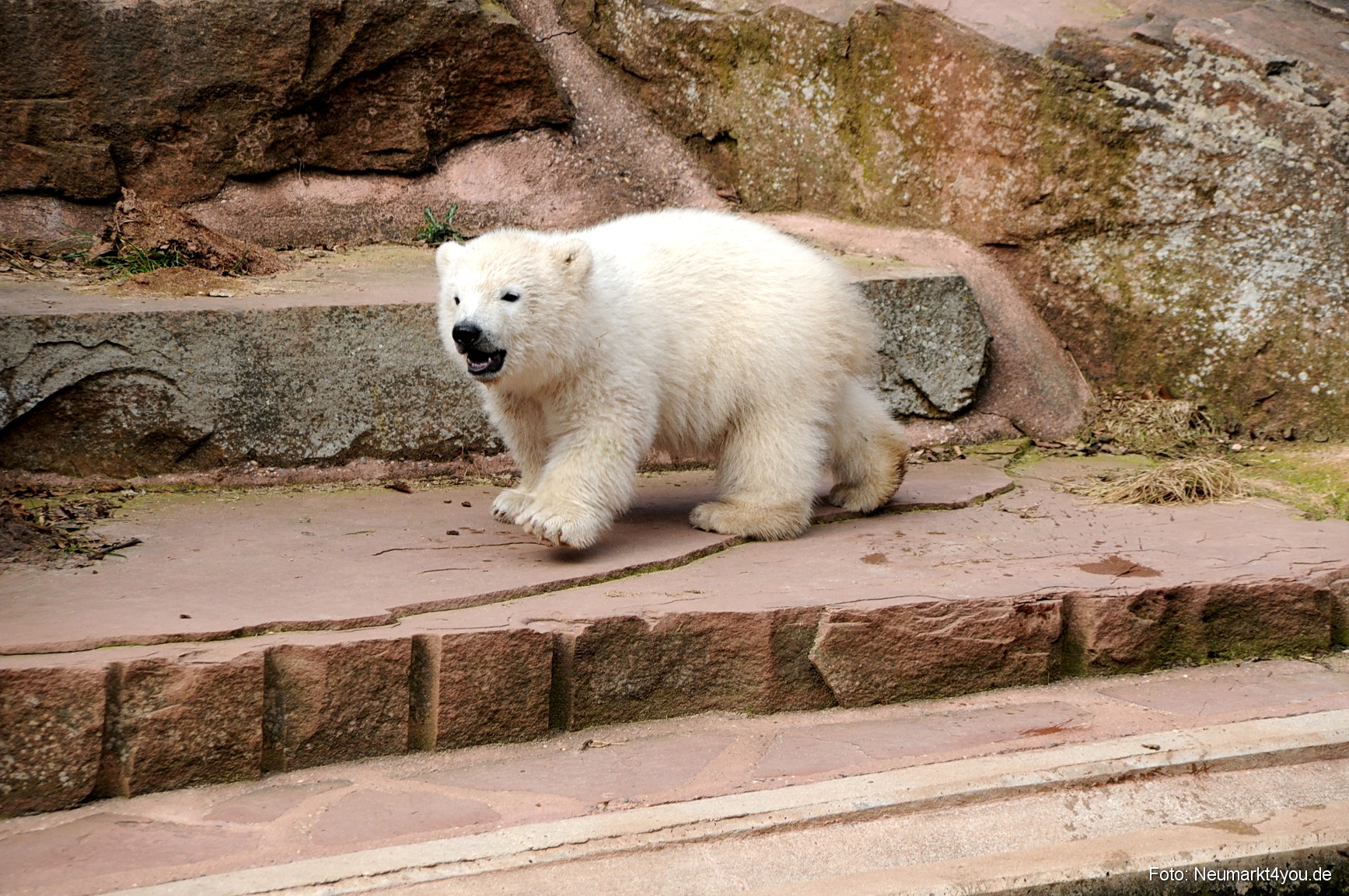 0041 Flocke Nuernberg 080408