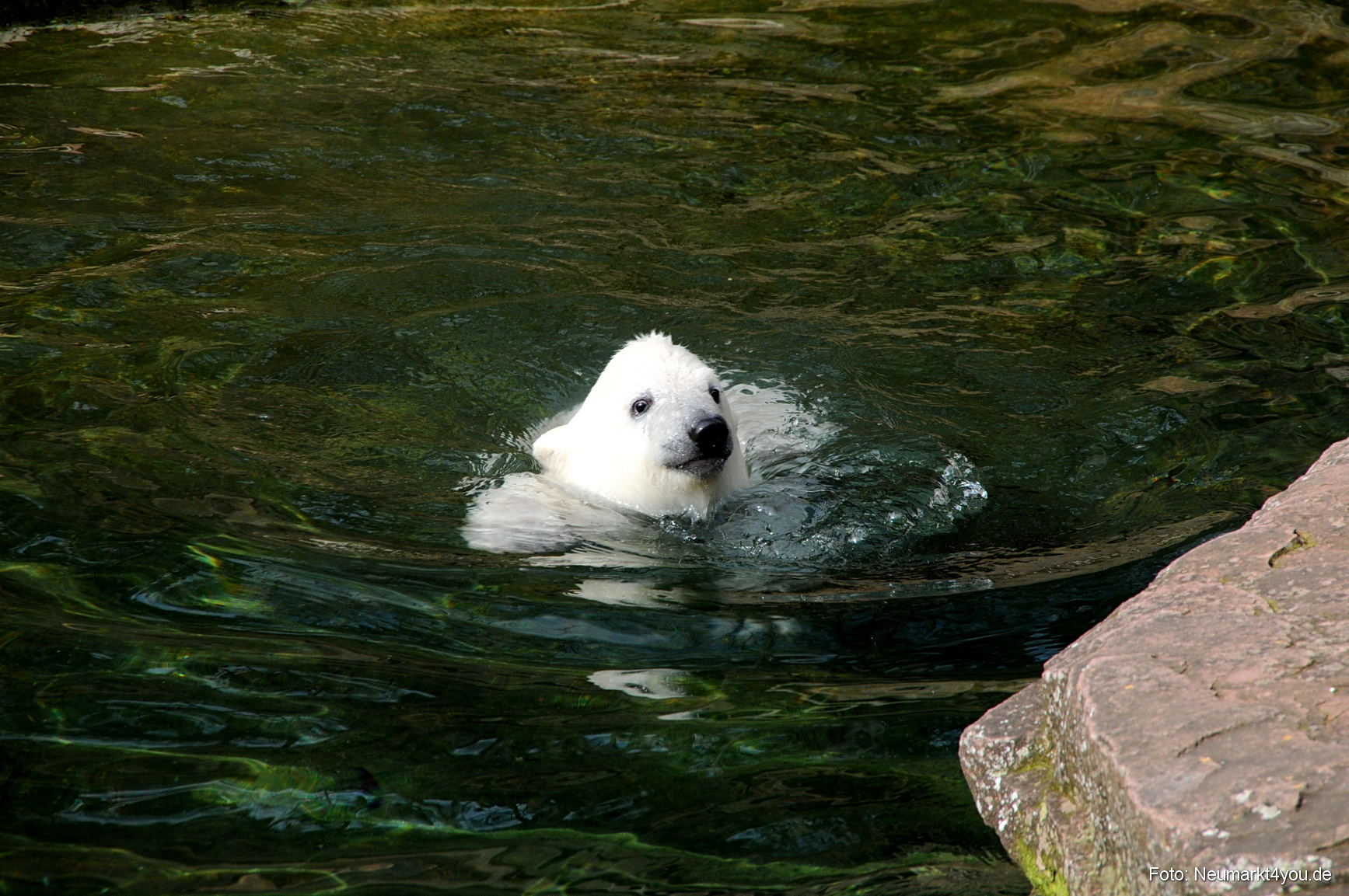 0048 Flocke Nuernberg 080408