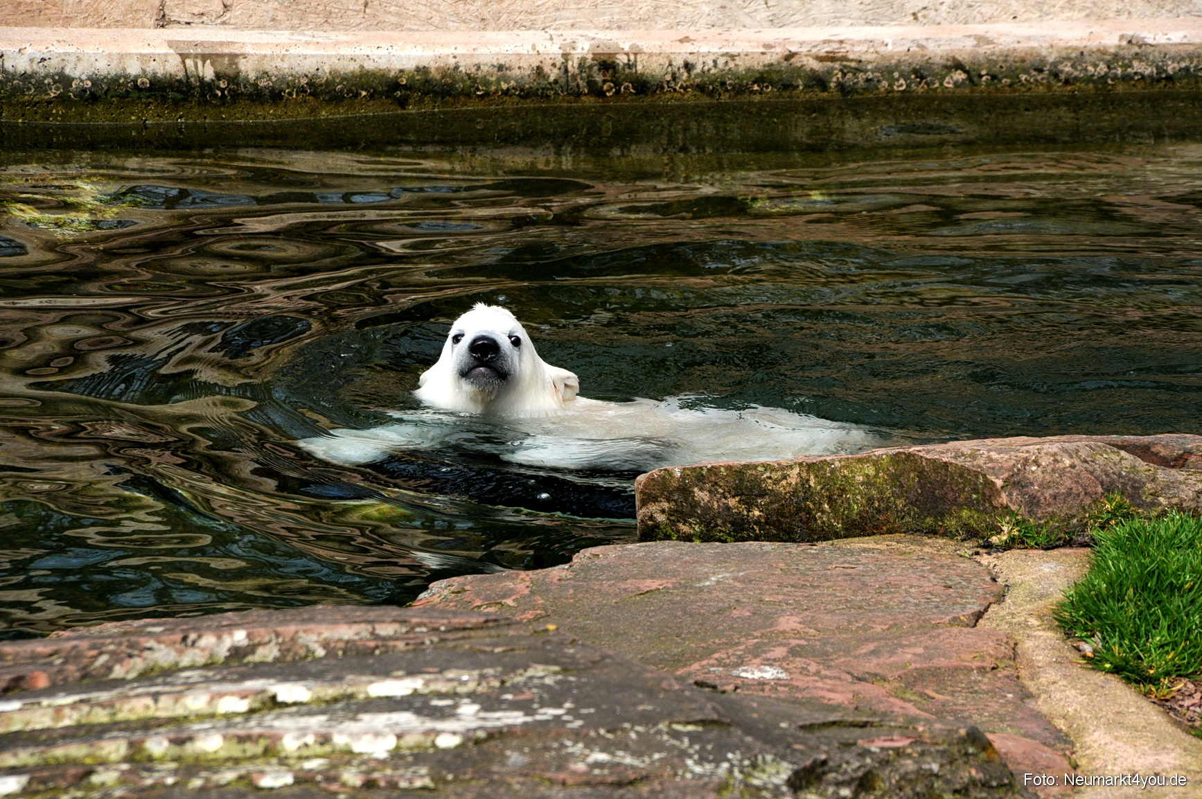 0049 Flocke Nuernberg 080408