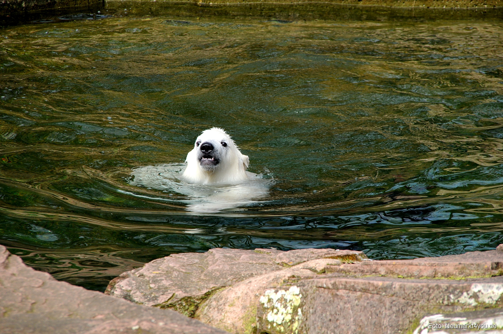 0050 Flocke Nuernberg 080408