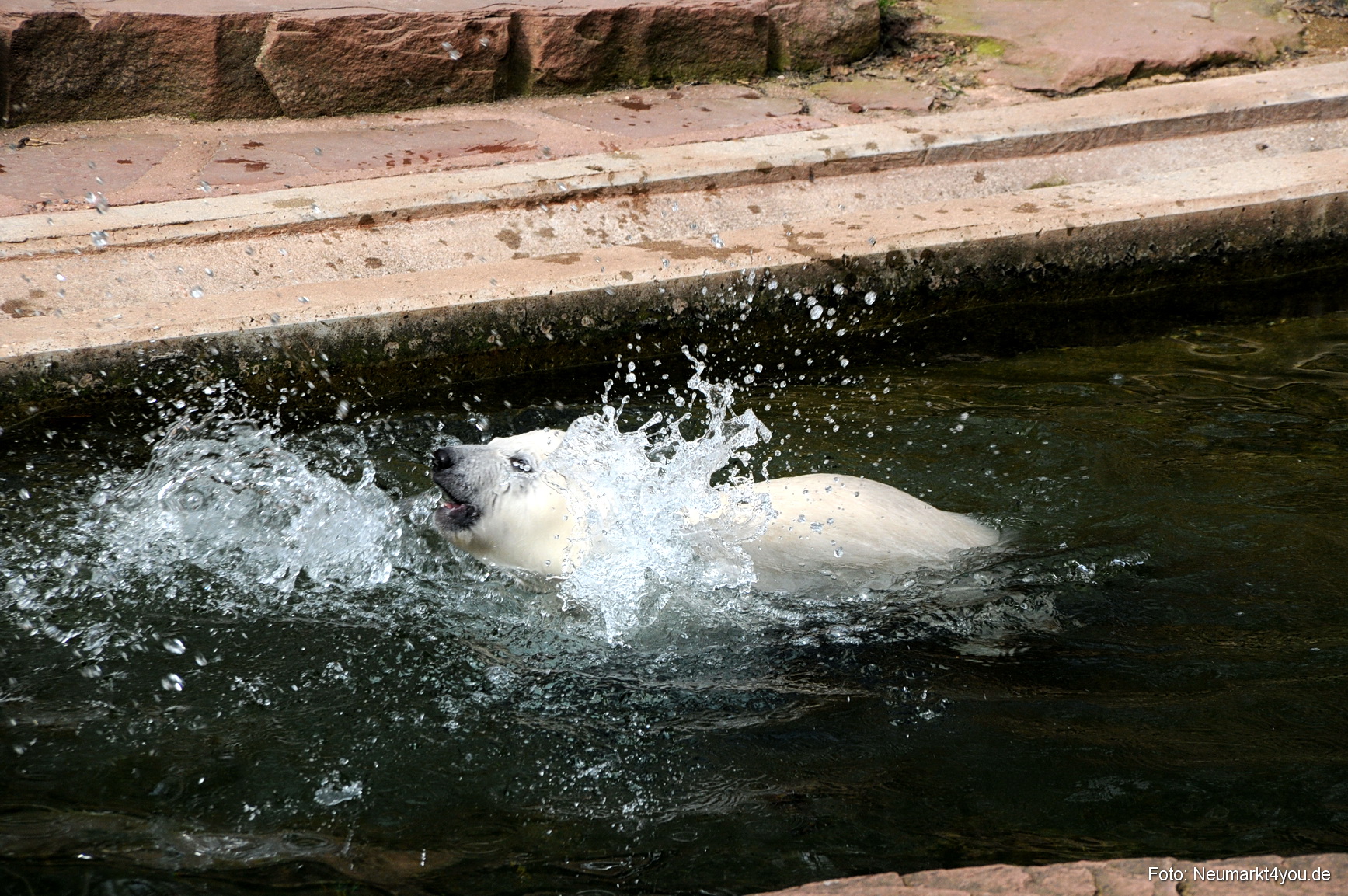 0051 Flocke Nuernberg 080408