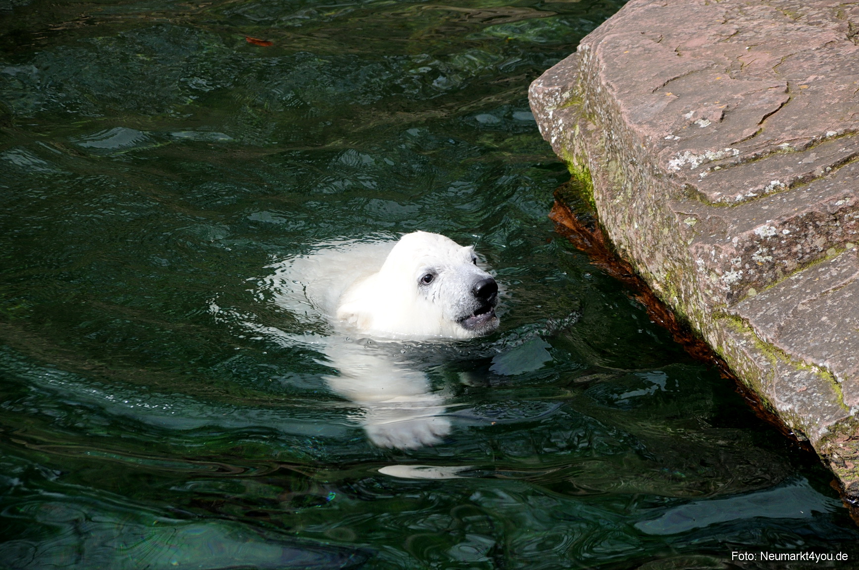 0054 Flocke Nuernberg 080408