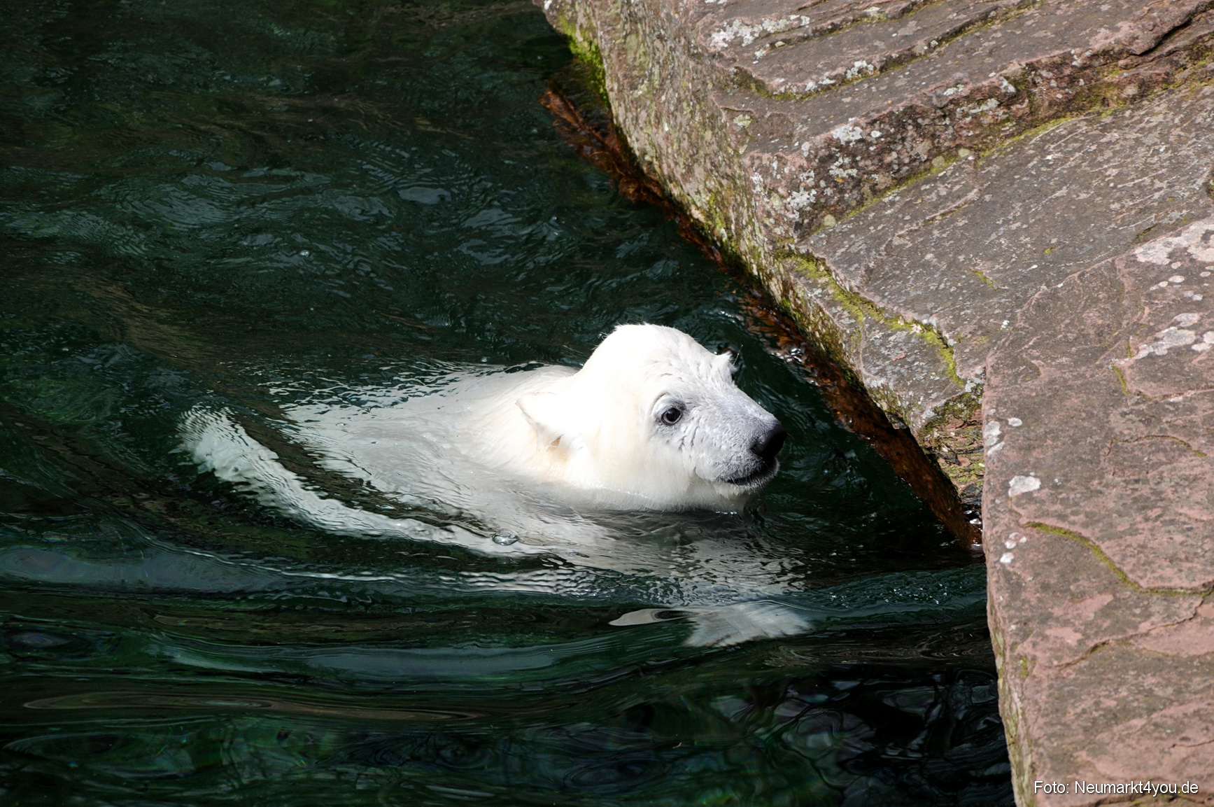 0055 Flocke Nuernberg 080408