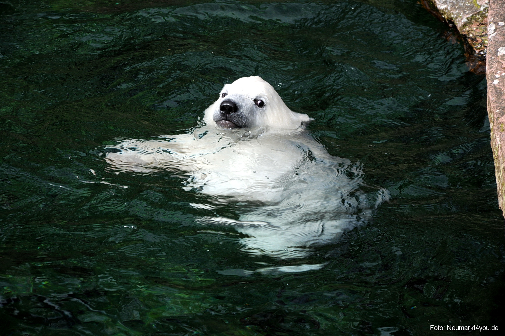 0056 Flocke Nuernberg 080408