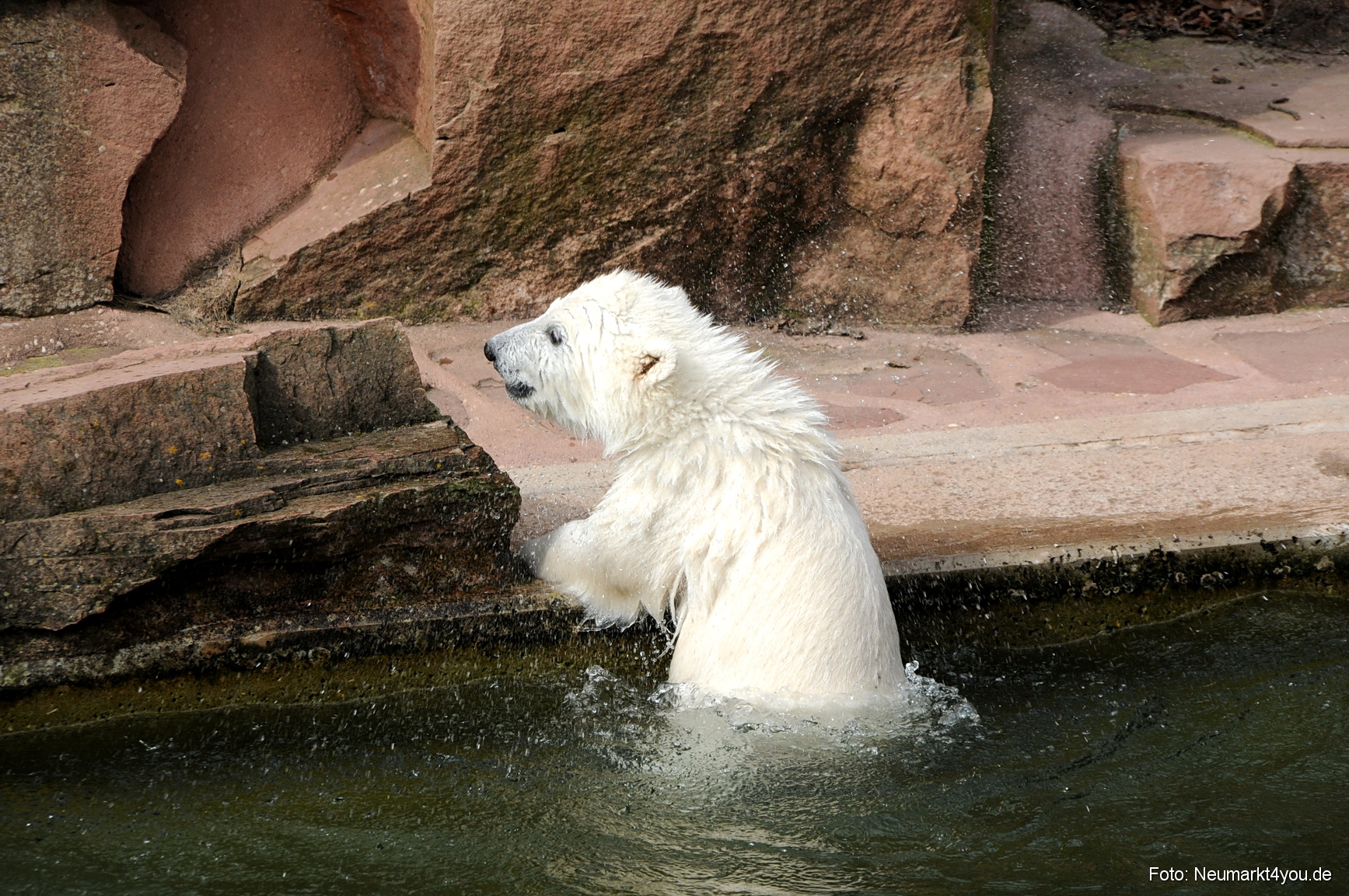 0057 Flocke Nuernberg 080408