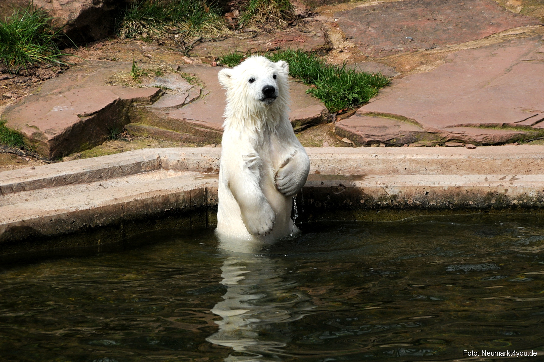 0059 Flocke Nuernberg 080408