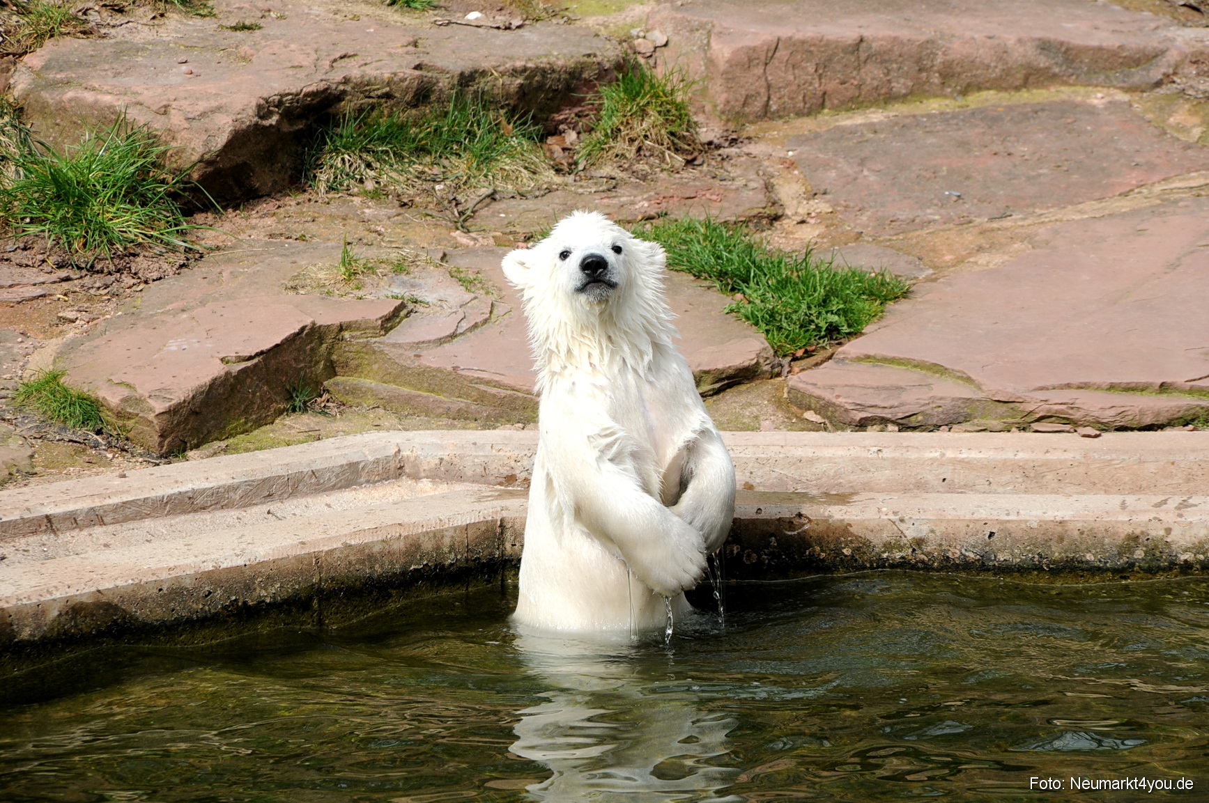 0060 Flocke Nuernberg 080408