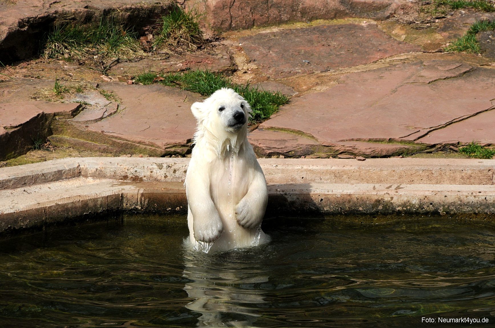 0061 Flocke Nuernberg 080408