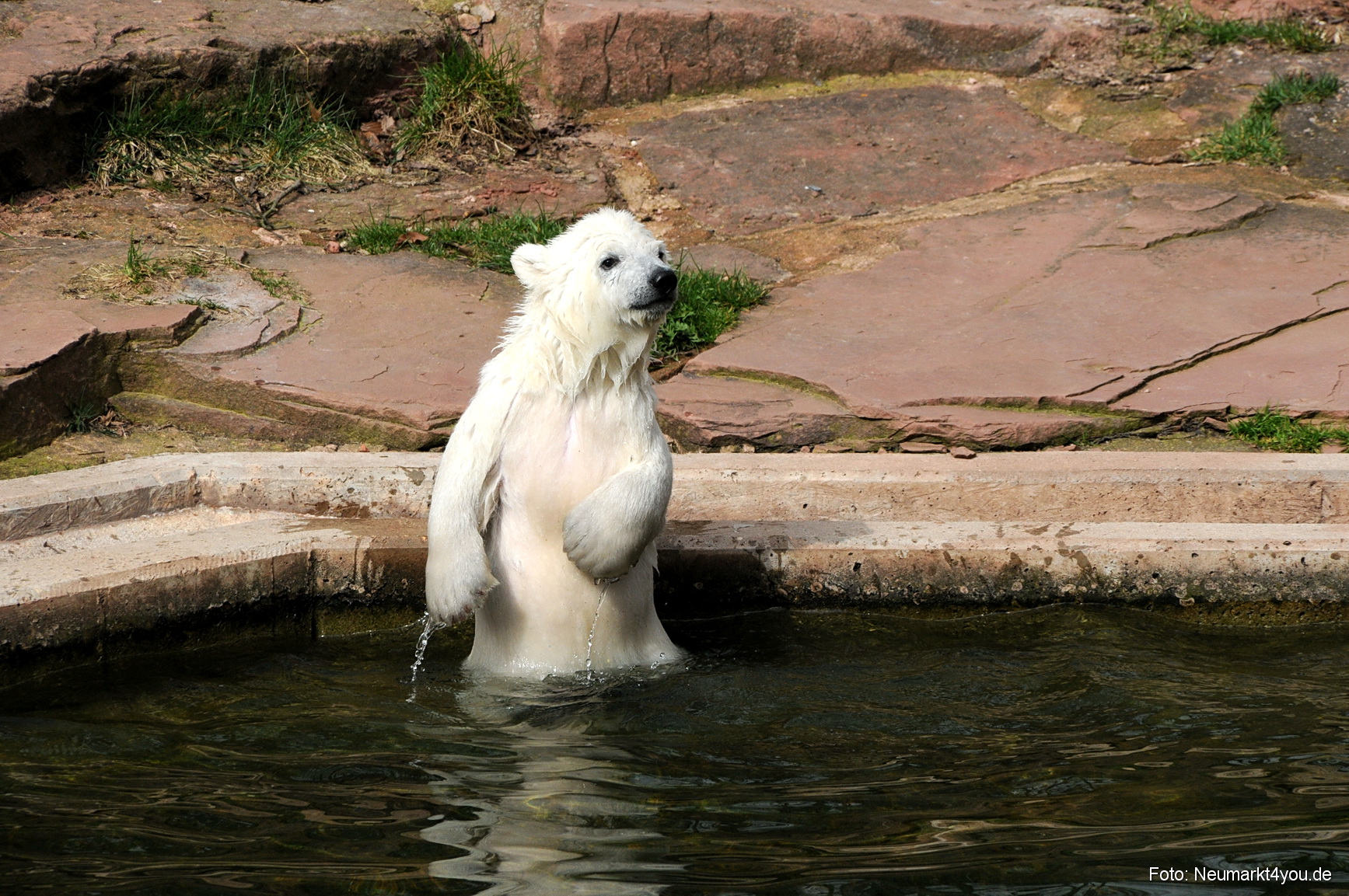 0064 Flocke Nuernberg 080408