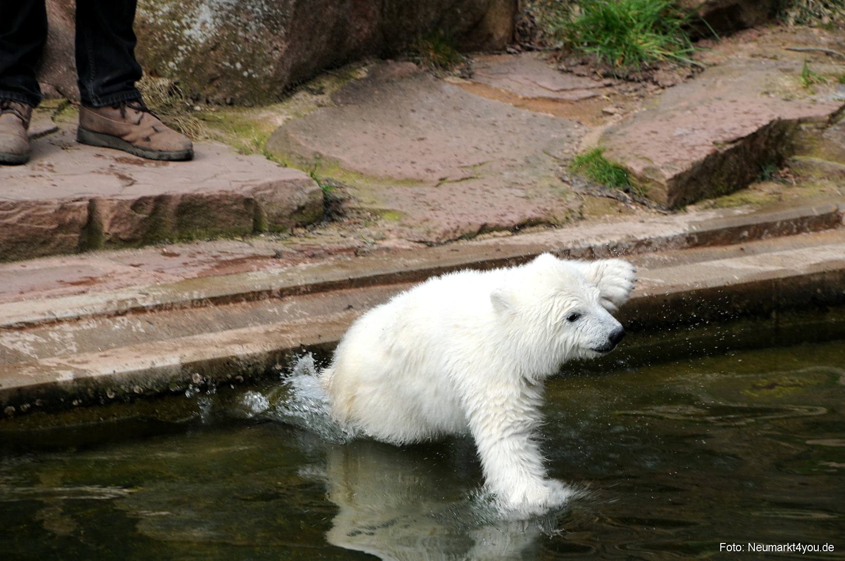 0066 Flocke Nuernberg 080408