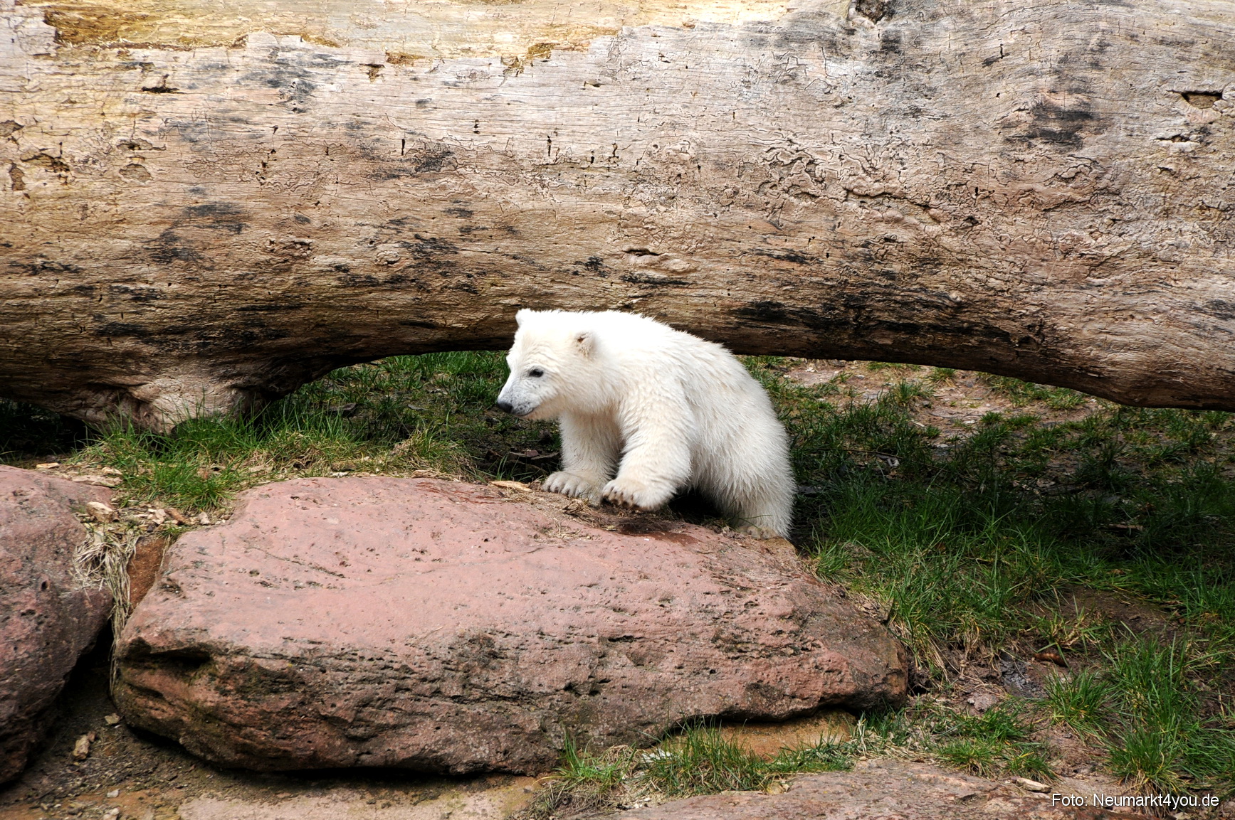 0071 Flocke Nuernberg 080408