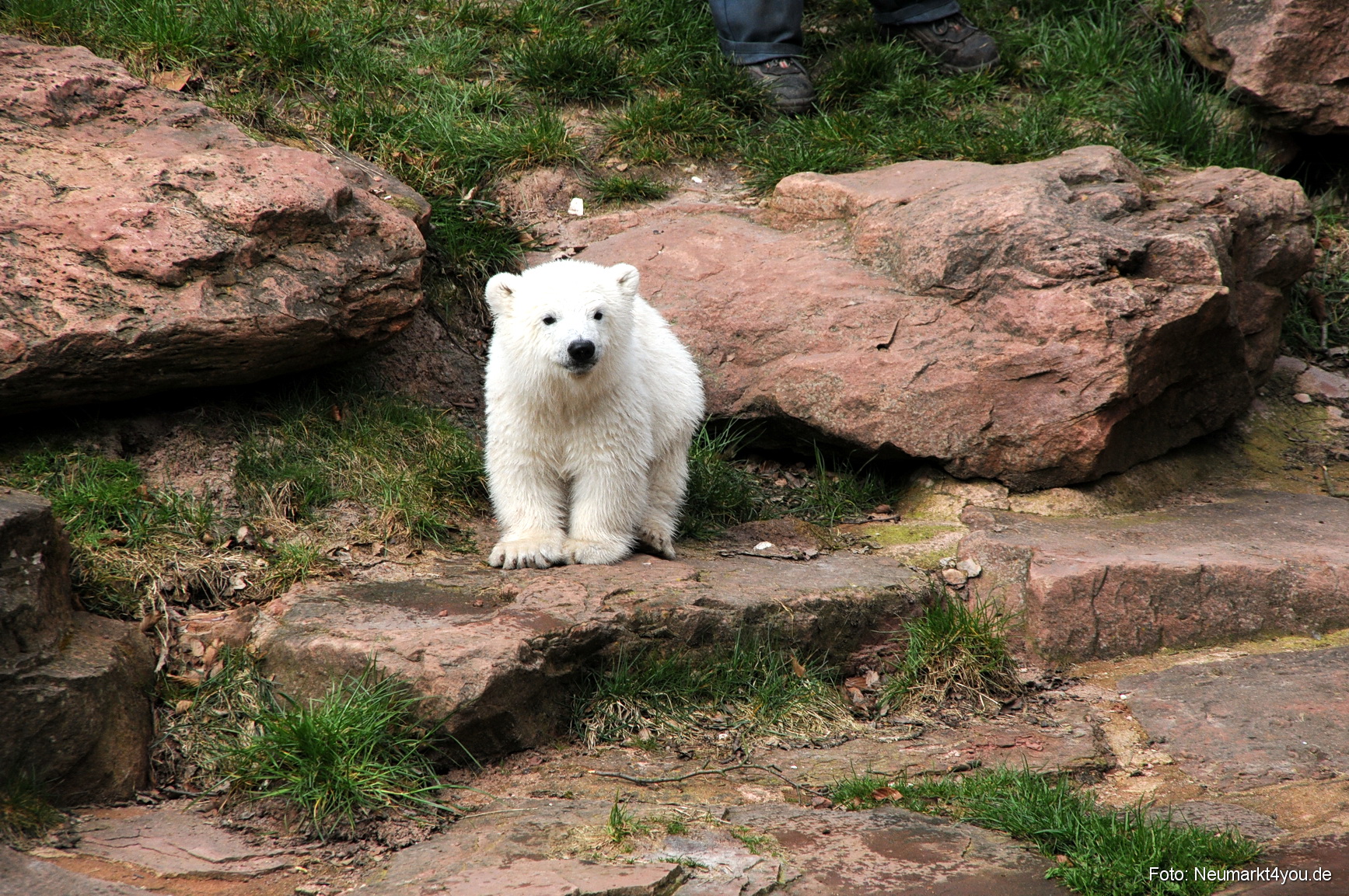0072 Flocke Nuernberg 080408