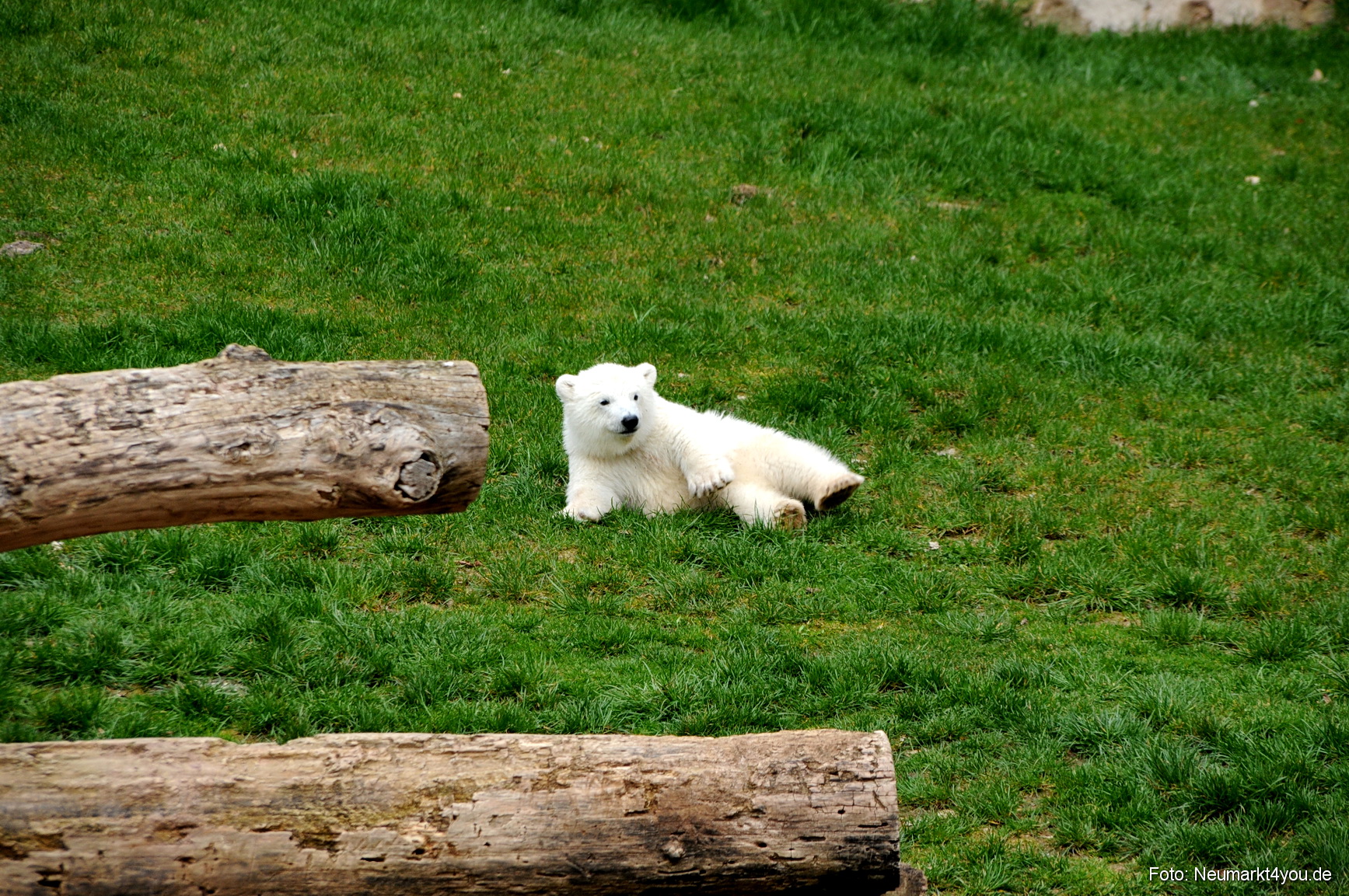 0074 Flocke Nuernberg 080408