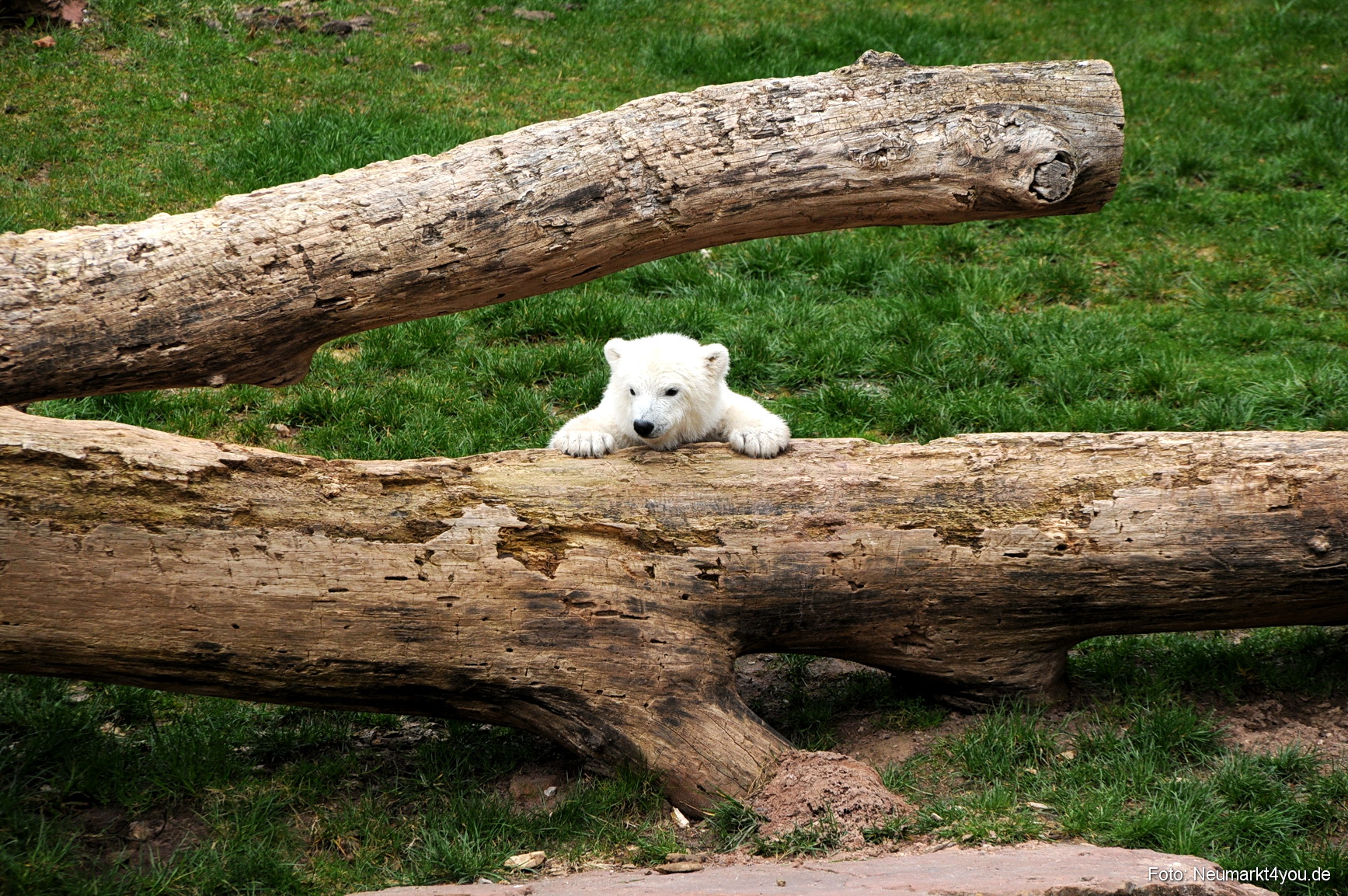 0076 Flocke Nuernberg 080408