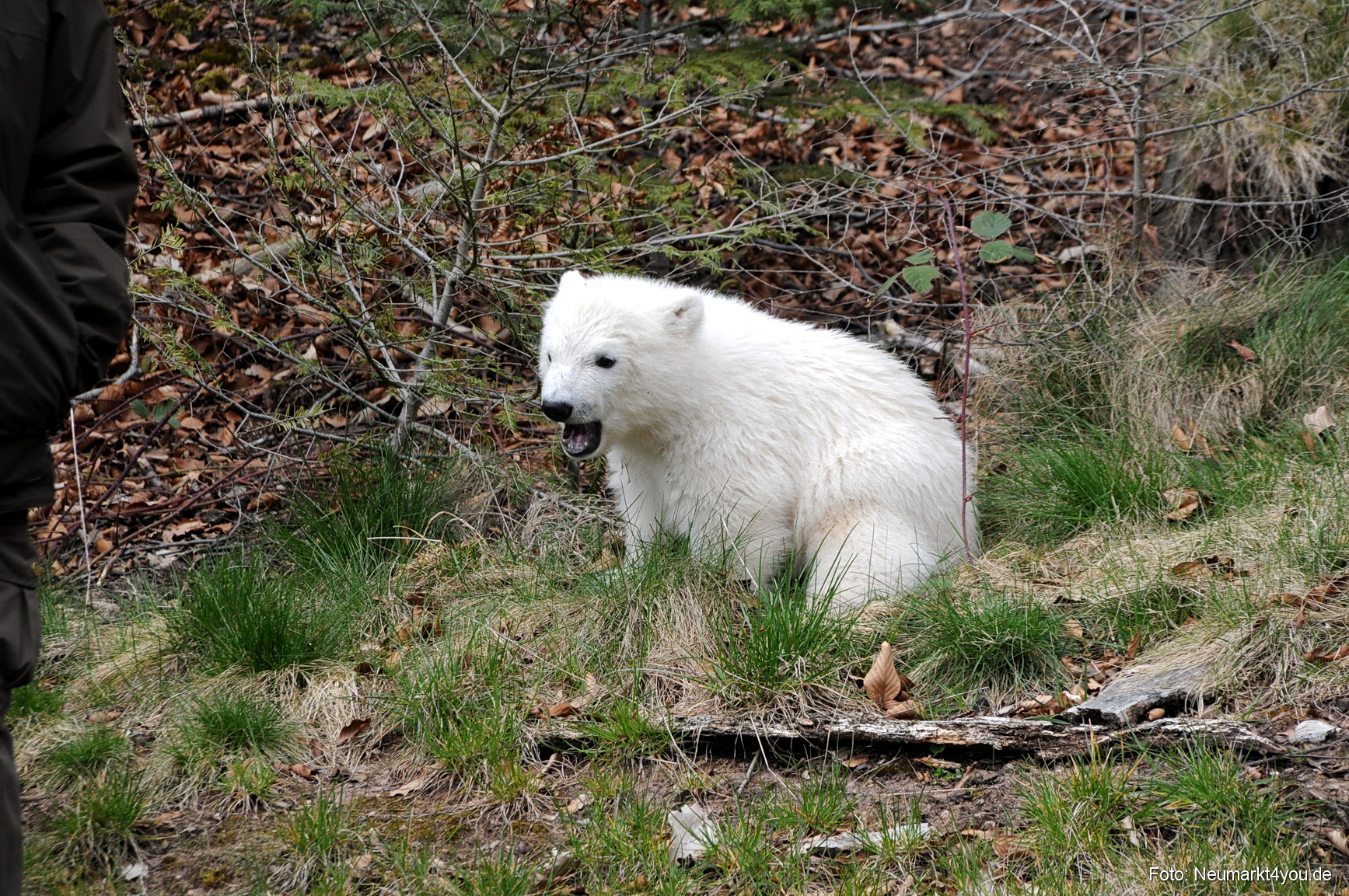 0081 Flocke Nuernberg 080408