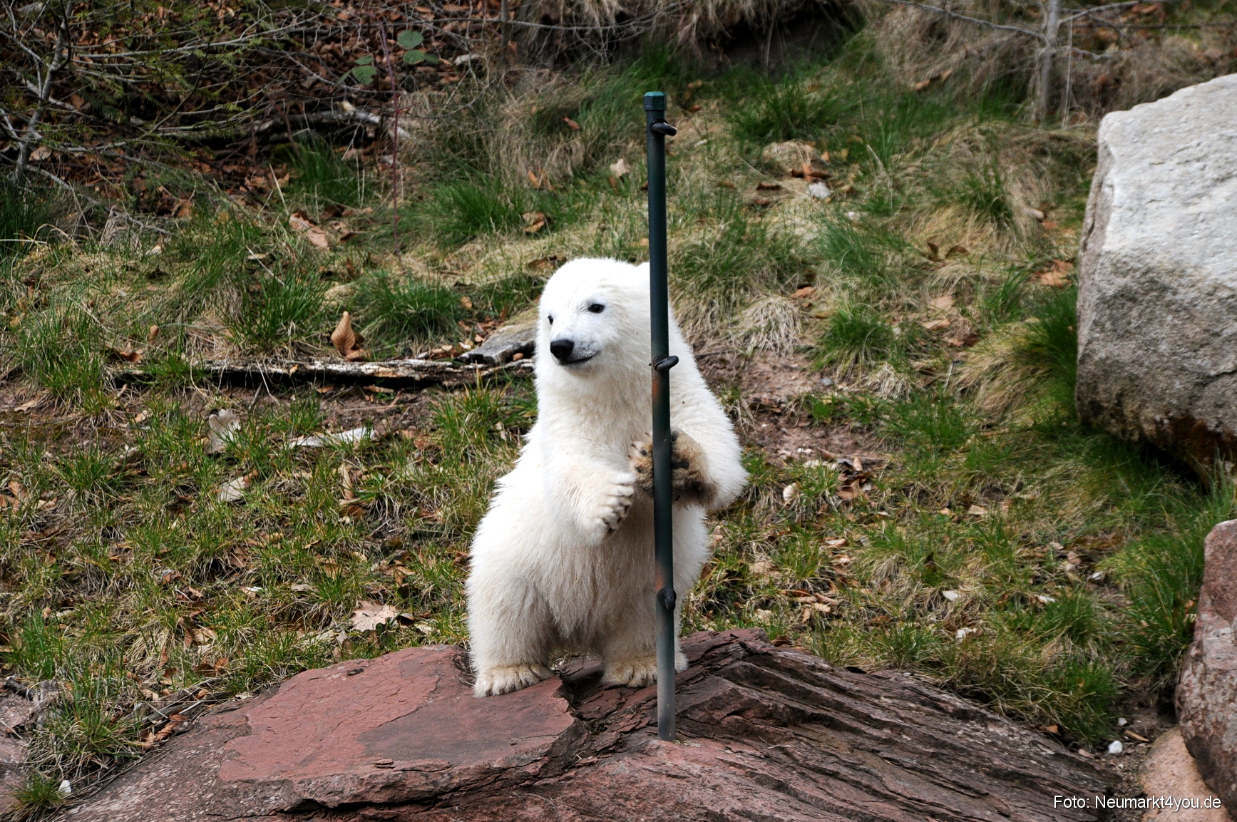 0082 Flocke Nuernberg 080408