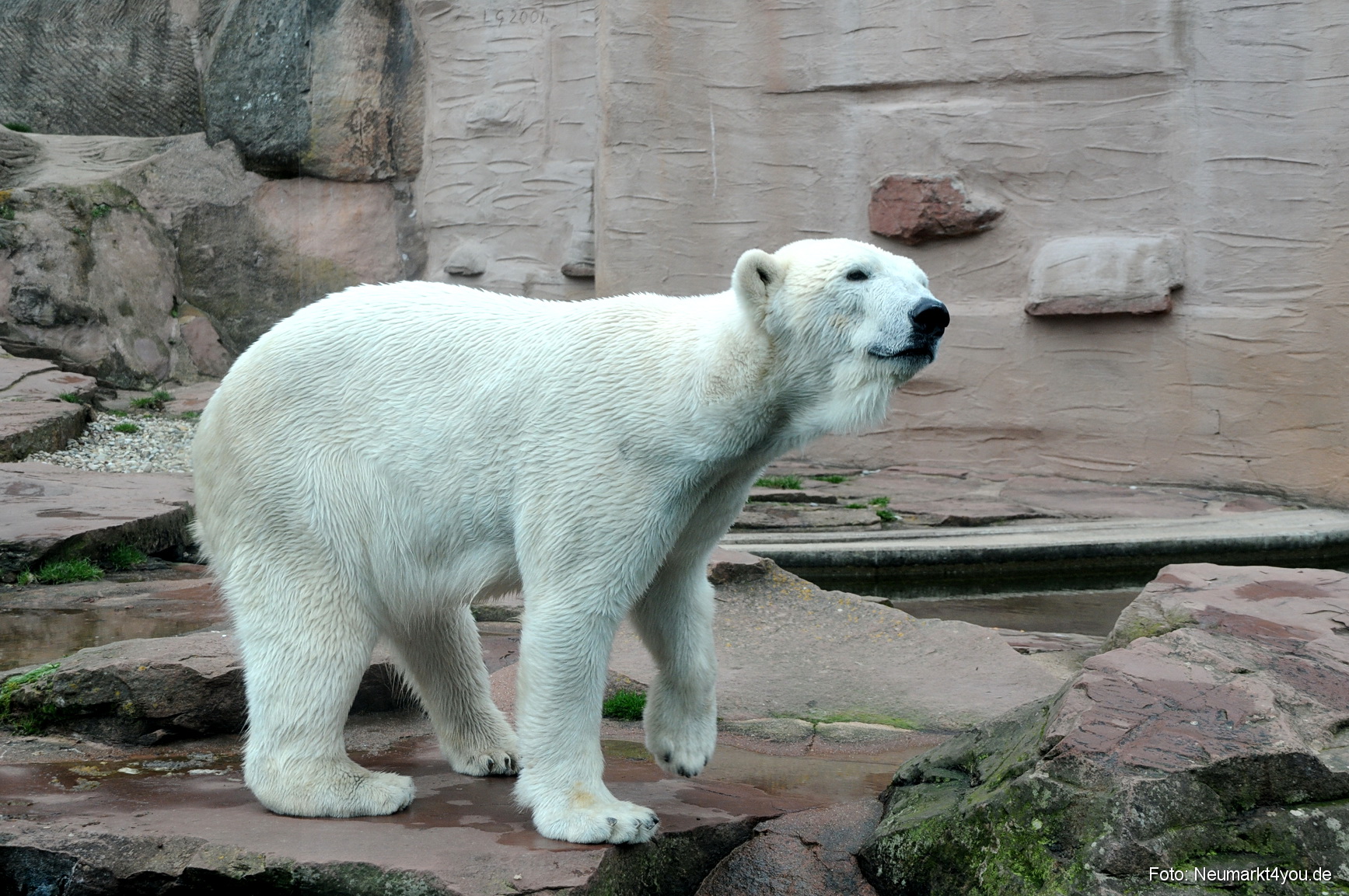0099 Flocke Nuernberg 080408