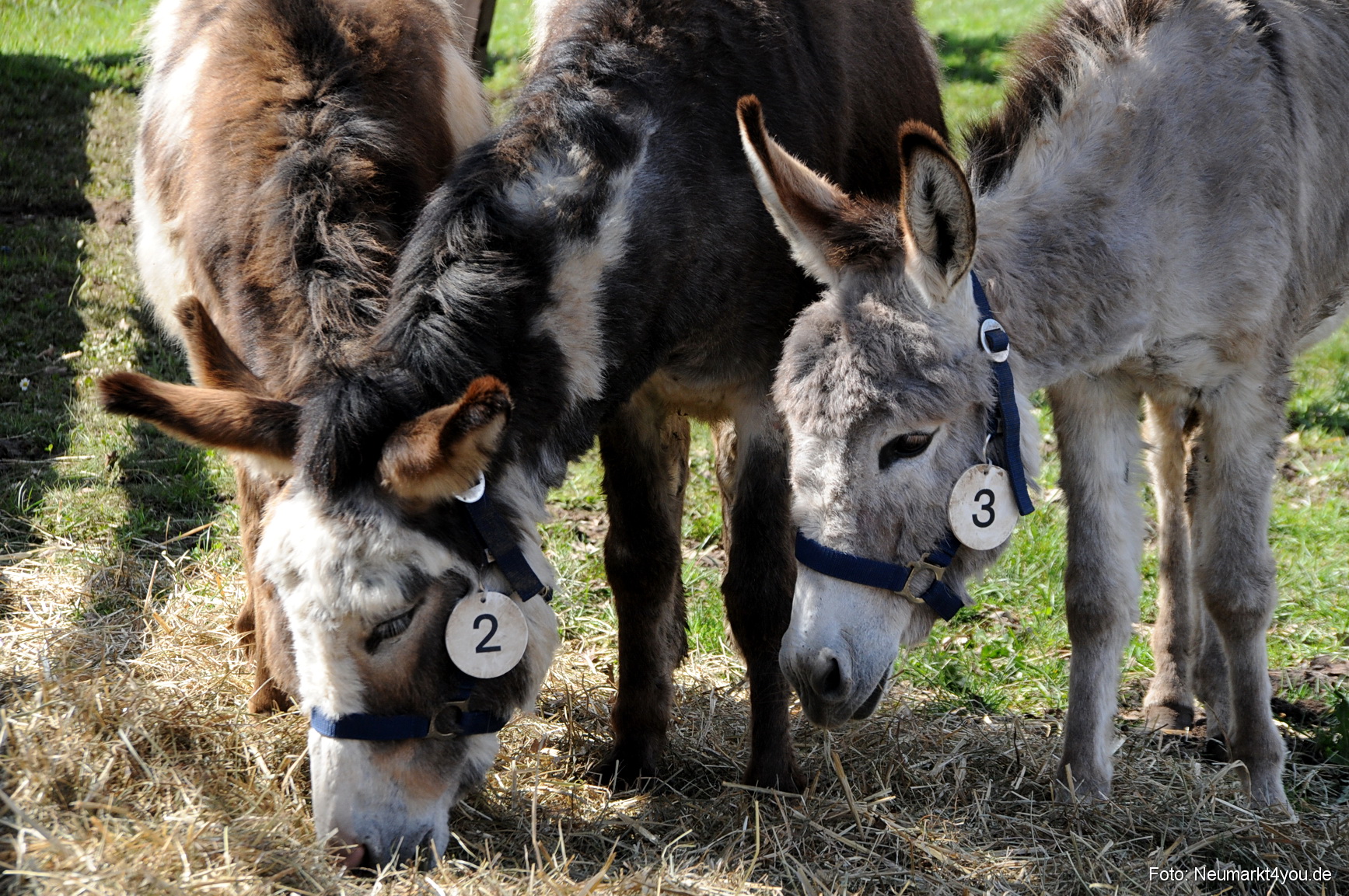 0066 Fruehlingsfest 200408