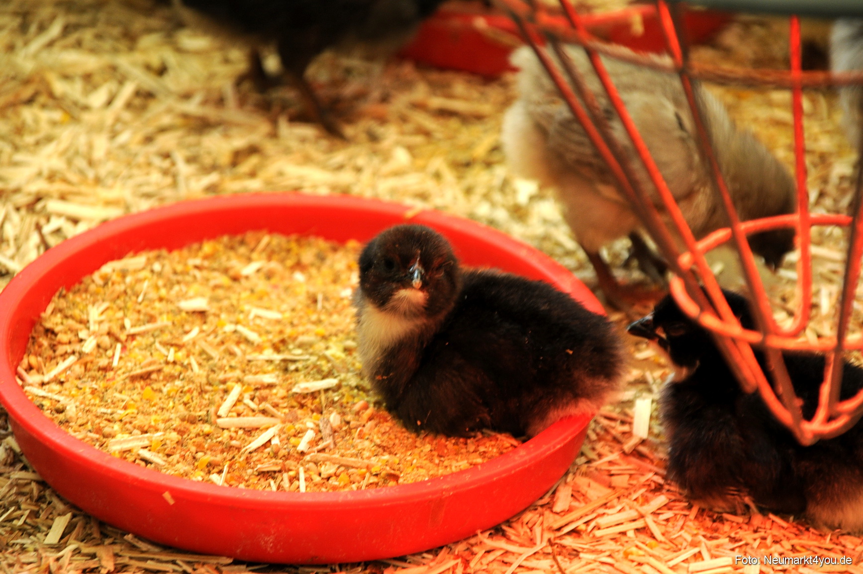 0069 Fruehlingsfest 200408