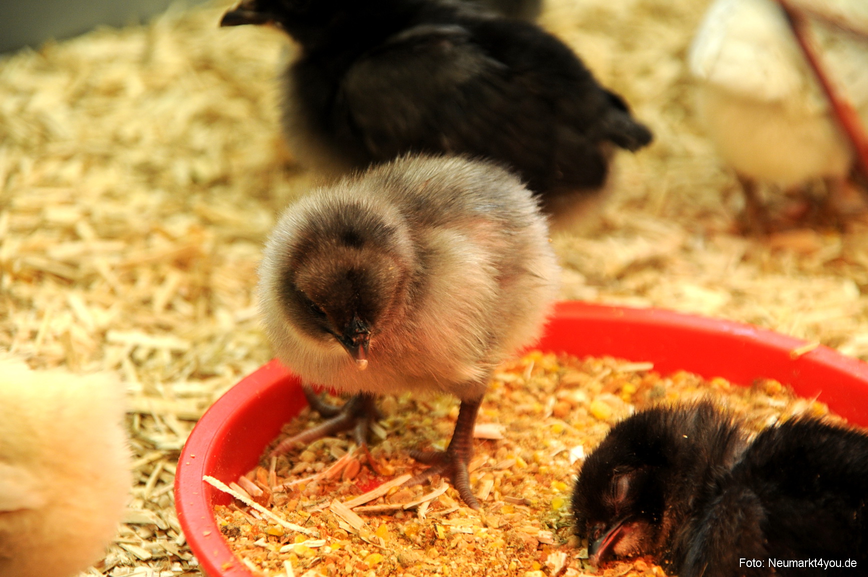 0070 Fruehlingsfest 200408