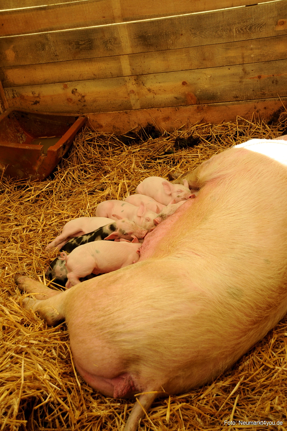 0071 Fruehlingsfest 200408