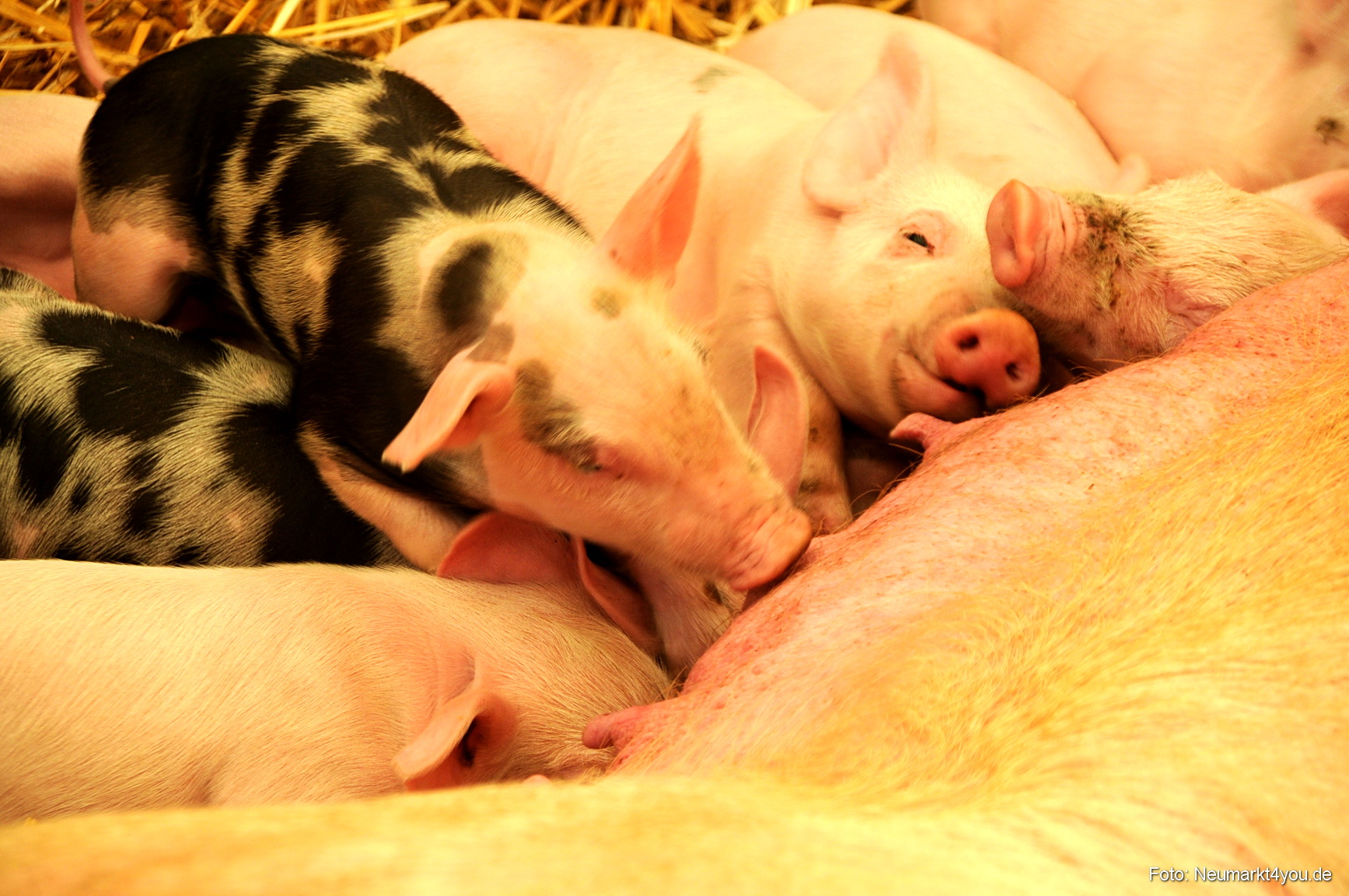 0072 Fruehlingsfest 200408