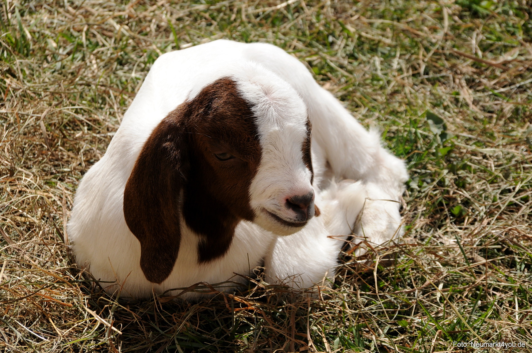 0079 Fruehlingsfest 200408