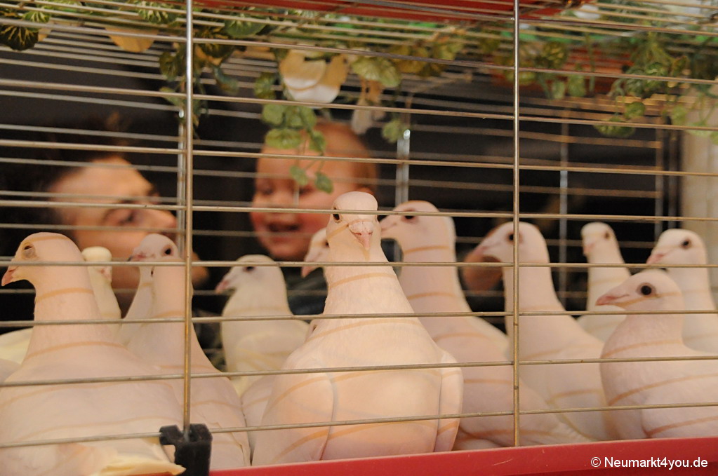 0081 Hochzeitsmesse Neumarkt 120108