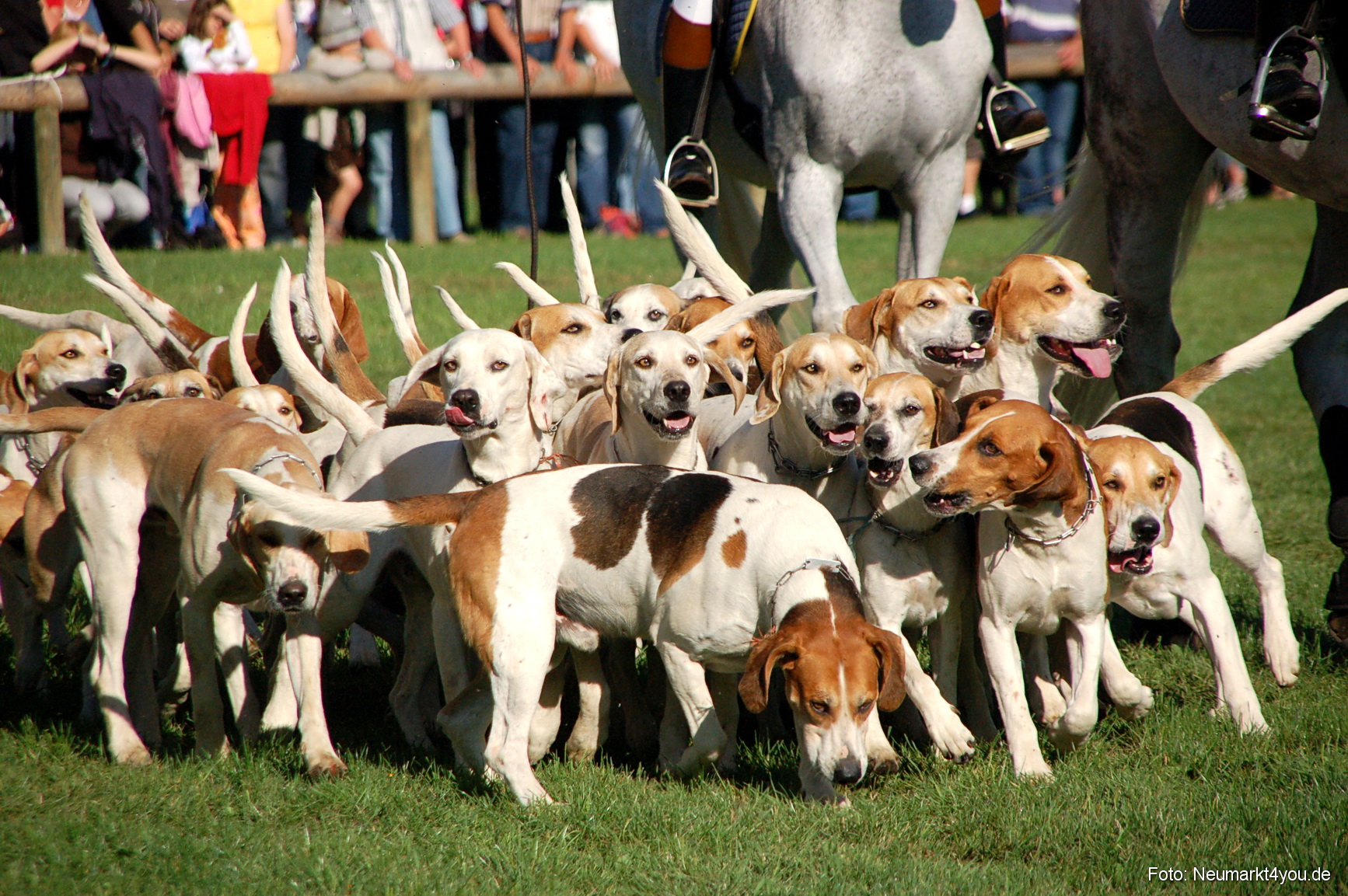 0004 Pferdeschau Neumarkt 180808