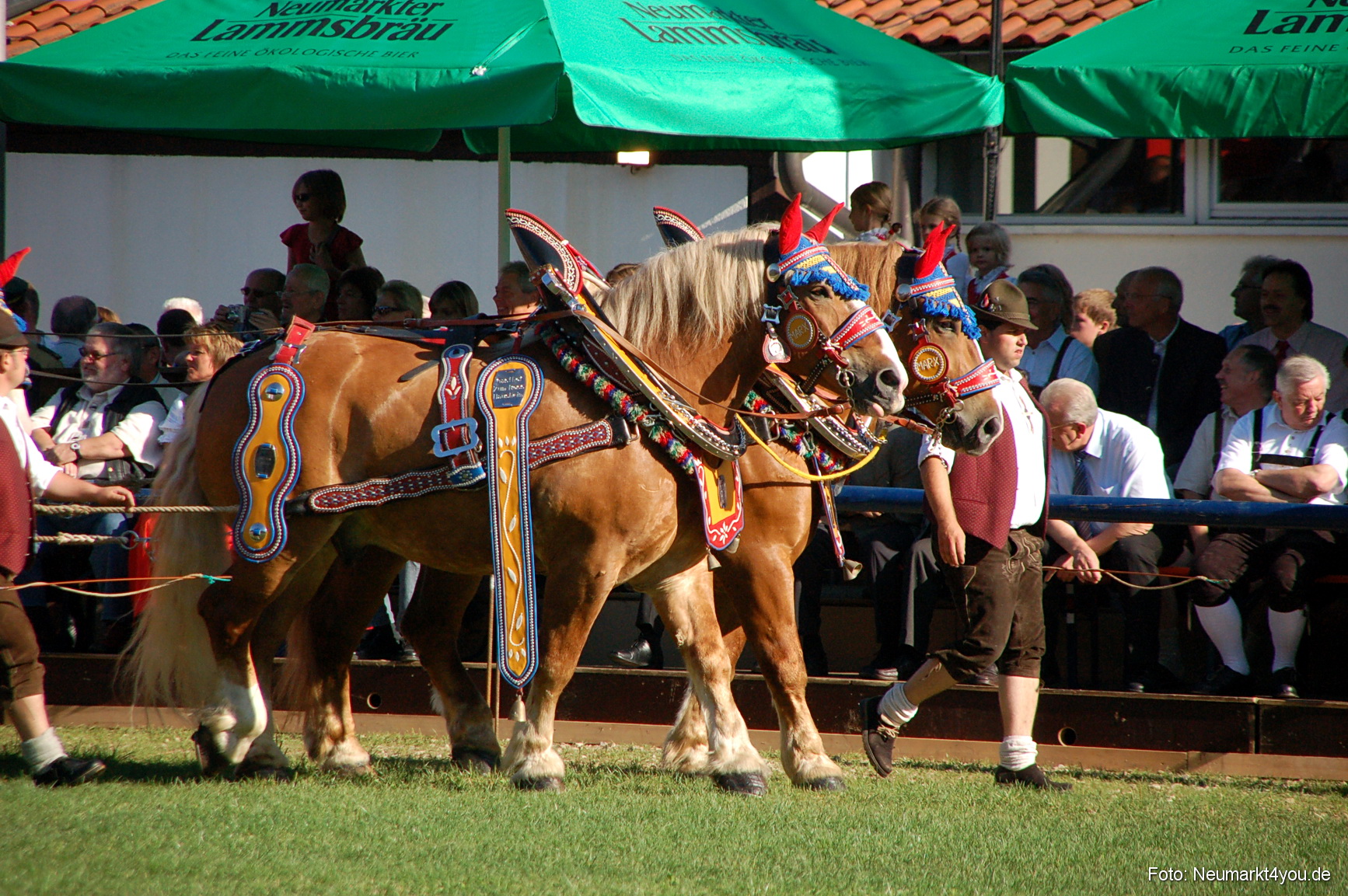 0015 Pferdeschau Neumarkt 180808