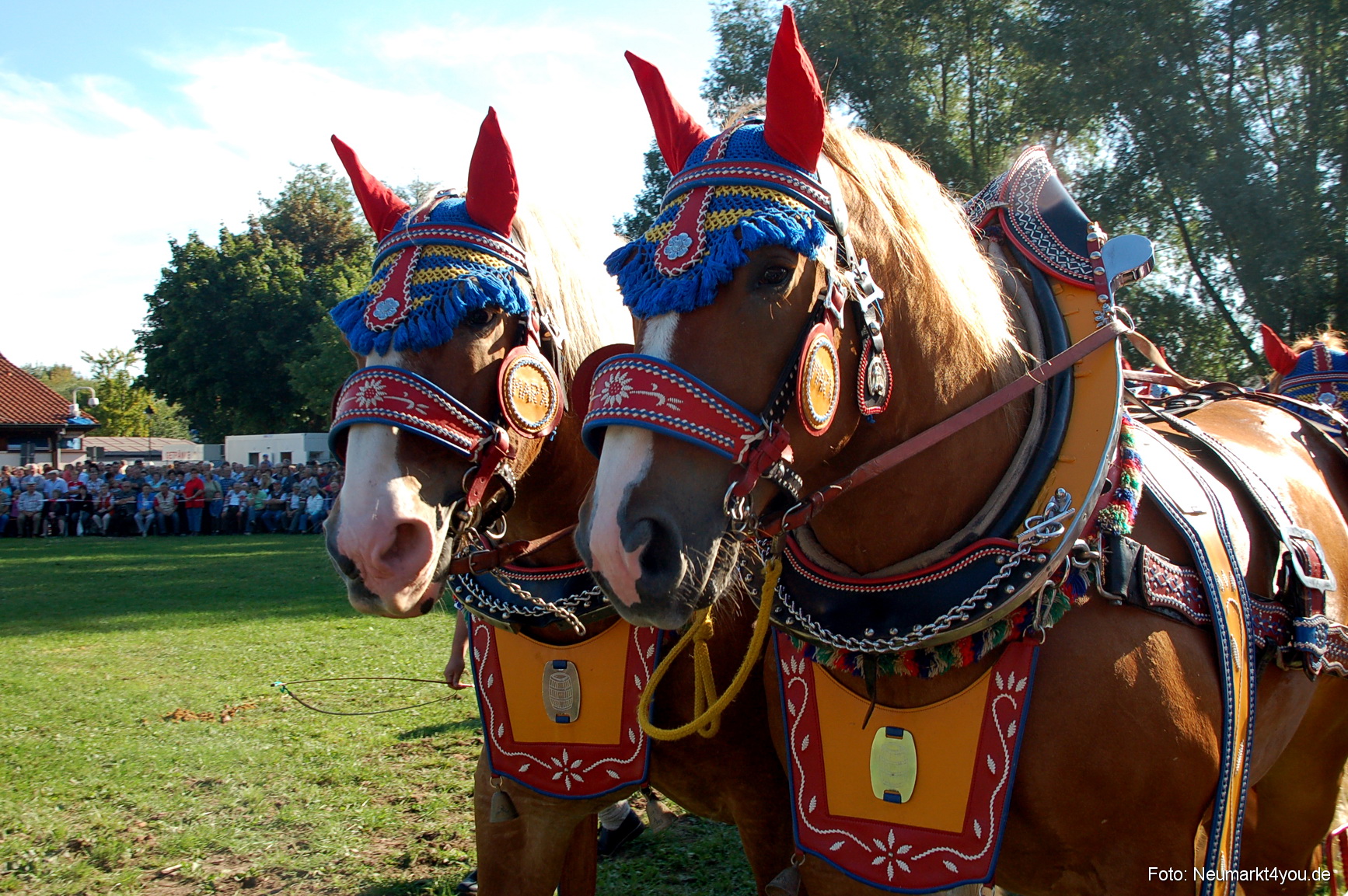 0017 Pferdeschau Neumarkt 180808