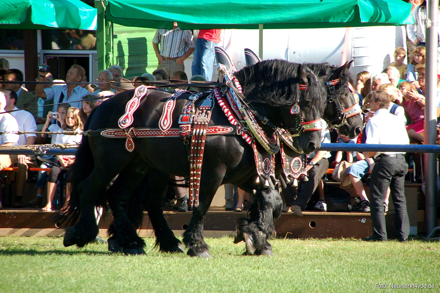 0019 Pferdeschau Neumarkt 180808