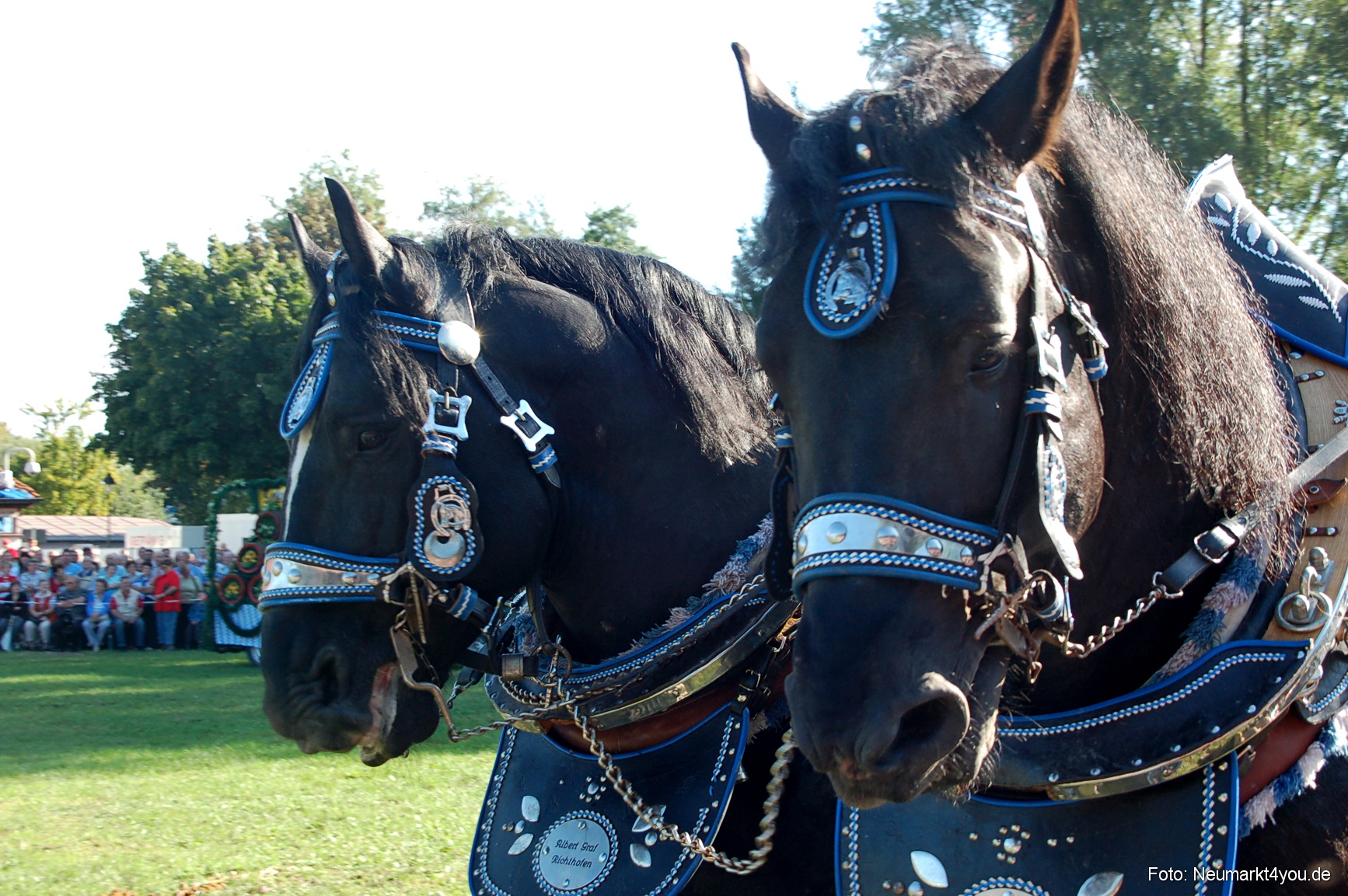 0021 Pferdeschau Neumarkt 180808