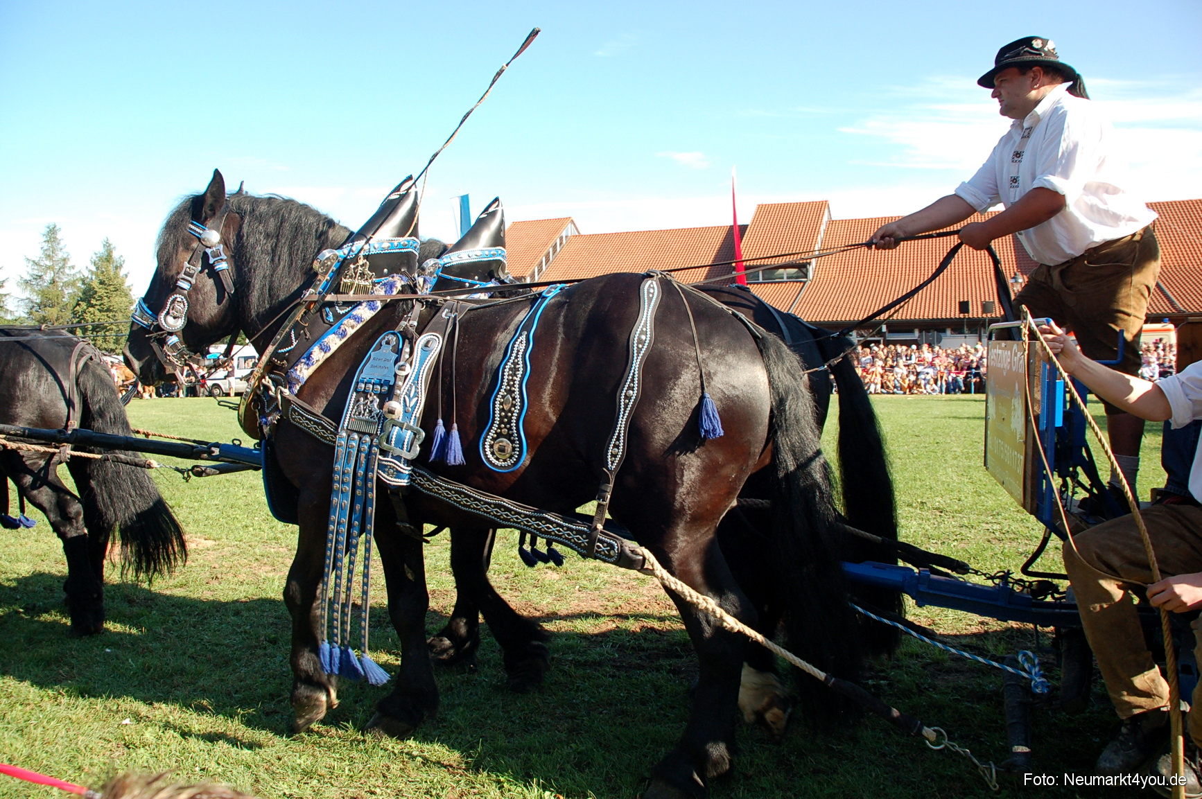 0022 Pferdeschau Neumarkt 180808