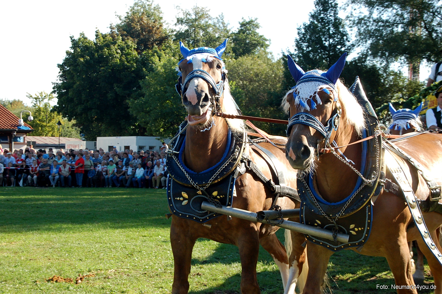 0023 Pferdeschau Neumarkt 180808