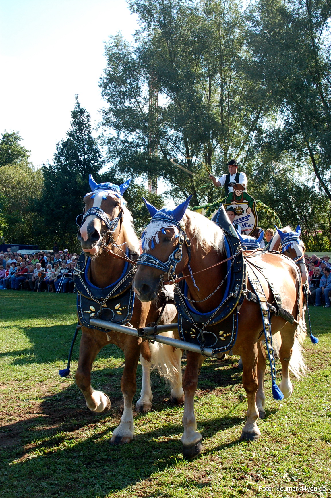 0027 Pferdeschau Neumarkt 180808