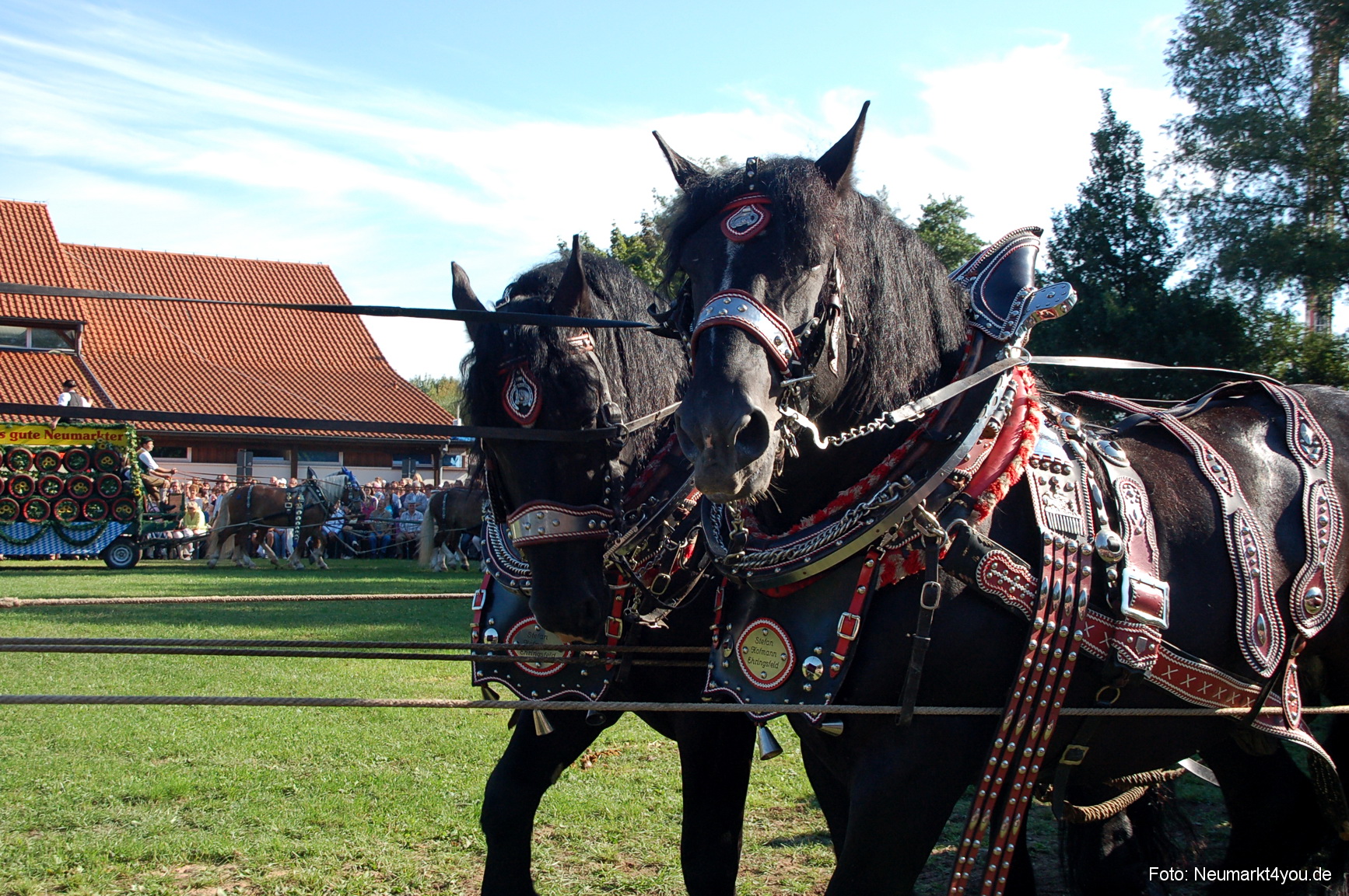 0029 Pferdeschau Neumarkt 180808