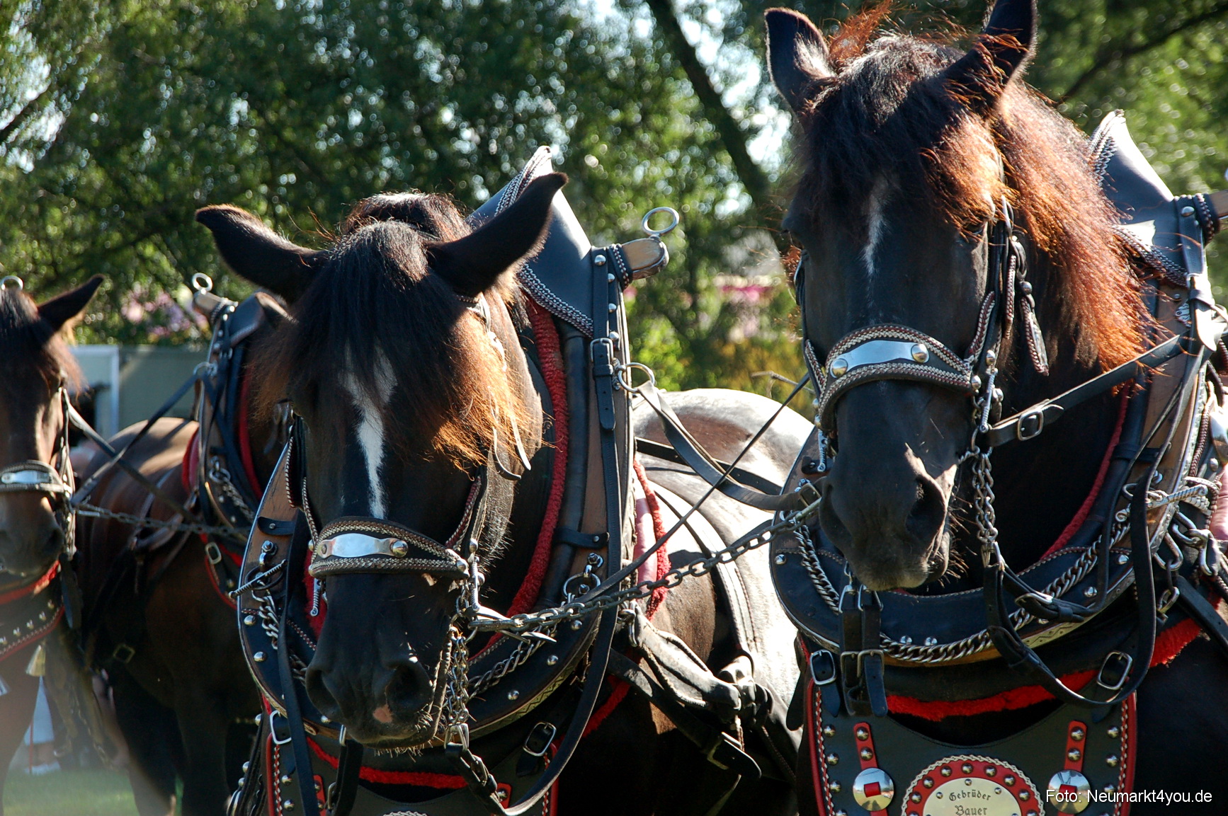 0034 Pferdeschau Neumarkt 180808