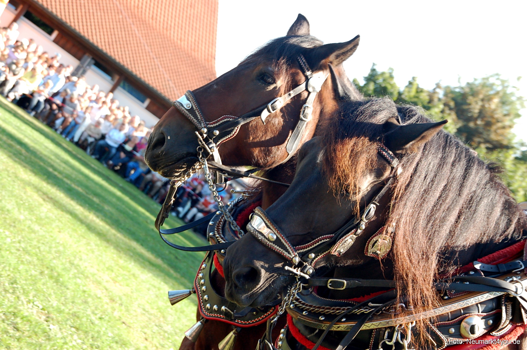 0035 Pferdeschau Neumarkt 180808