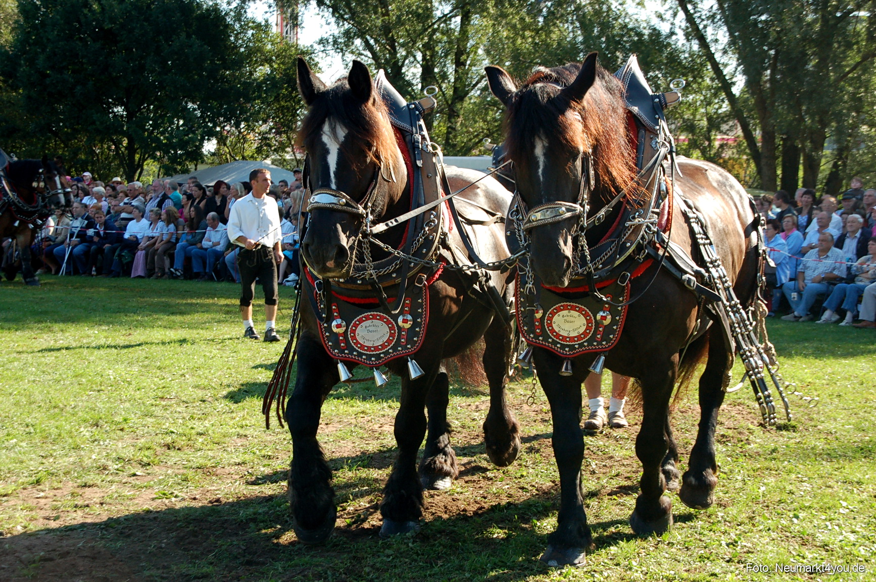 0036 Pferdeschau Neumarkt 180808