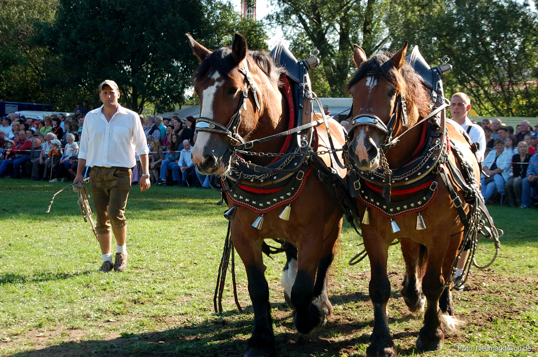 0037 Pferdeschau Neumarkt 180808