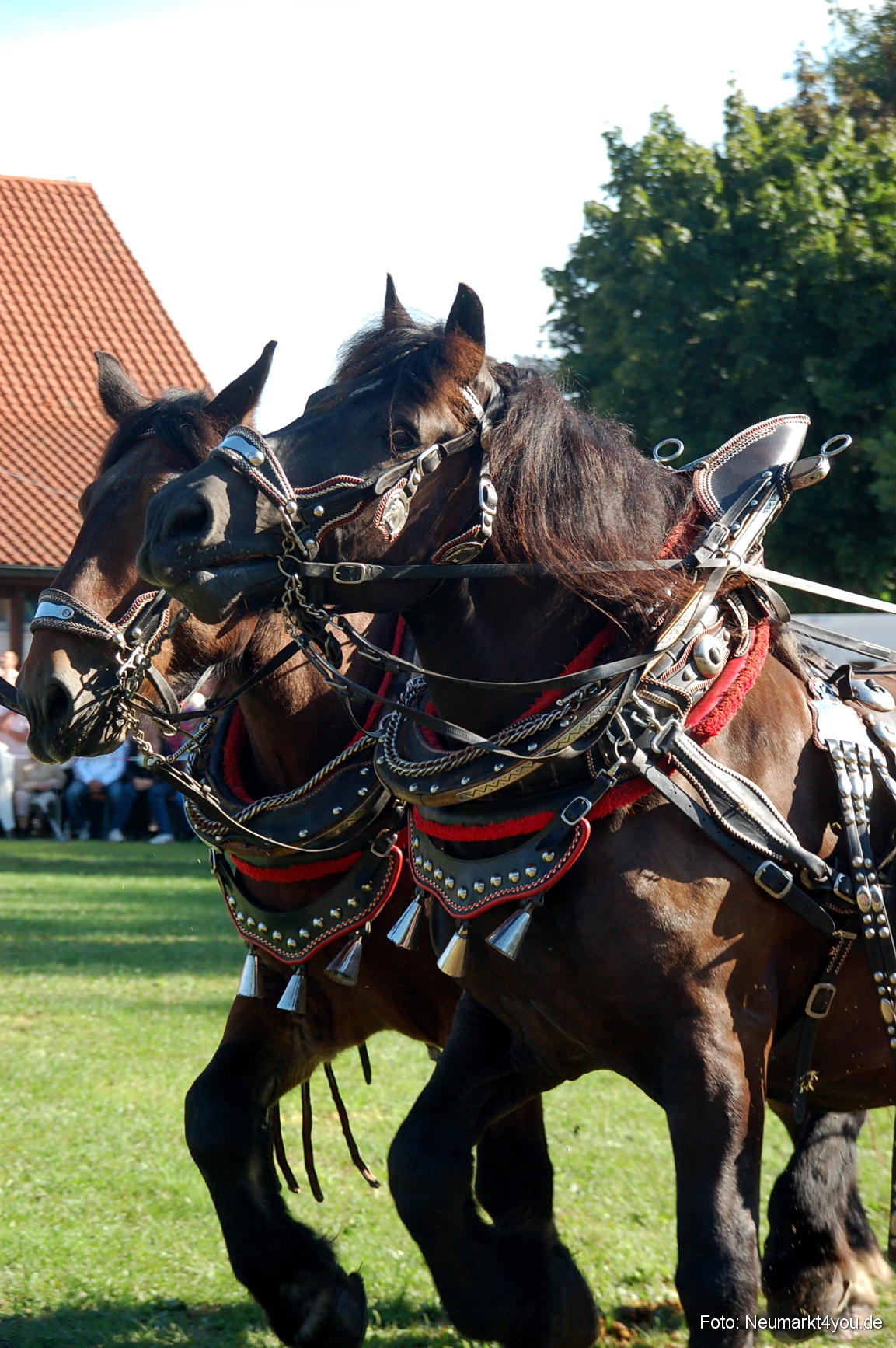 0039 Pferdeschau Neumarkt 180808