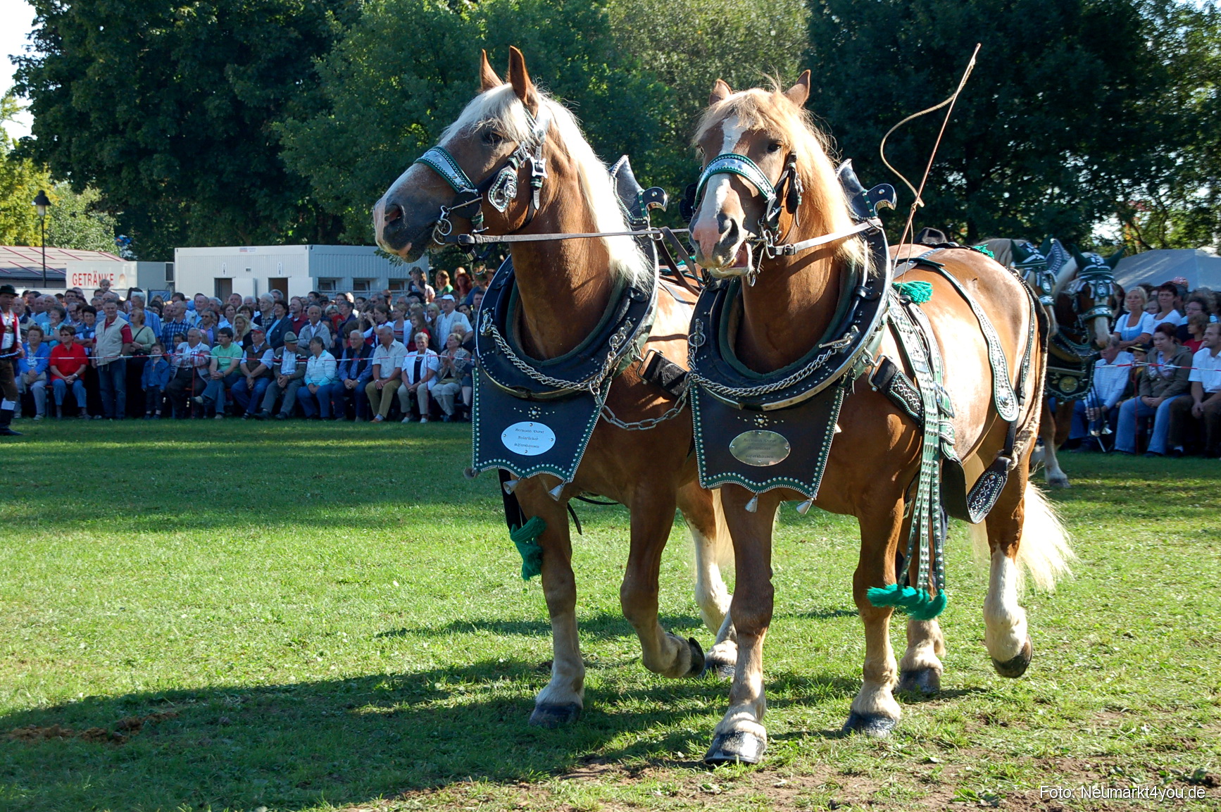 0040 Pferdeschau Neumarkt 180808
