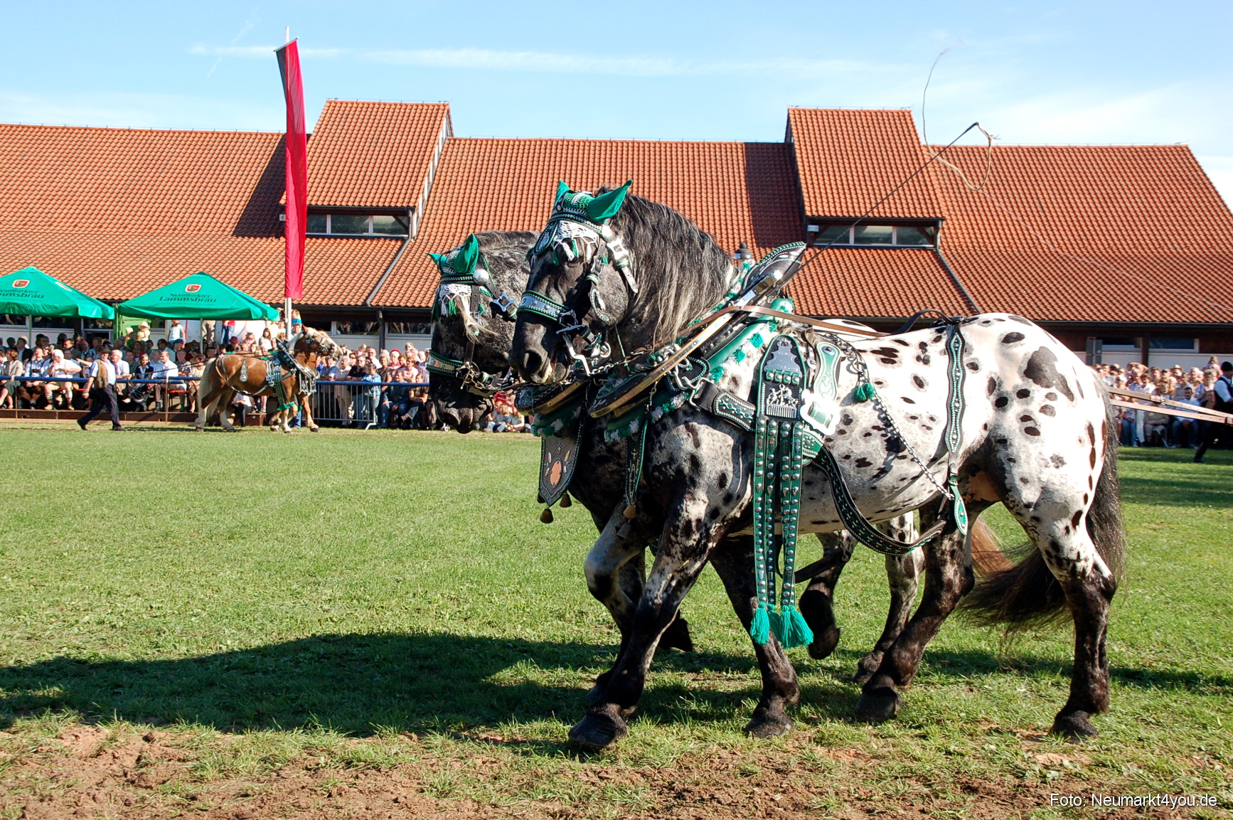 0043 Pferdeschau Neumarkt 180808