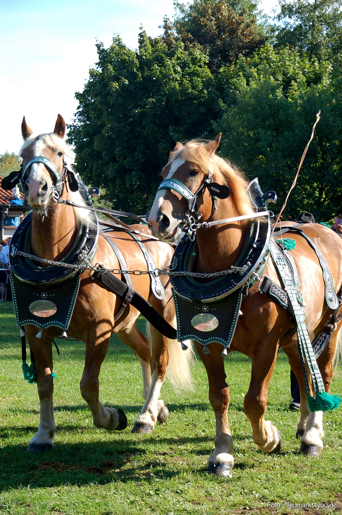 0044 Pferdeschau Neumarkt 180808