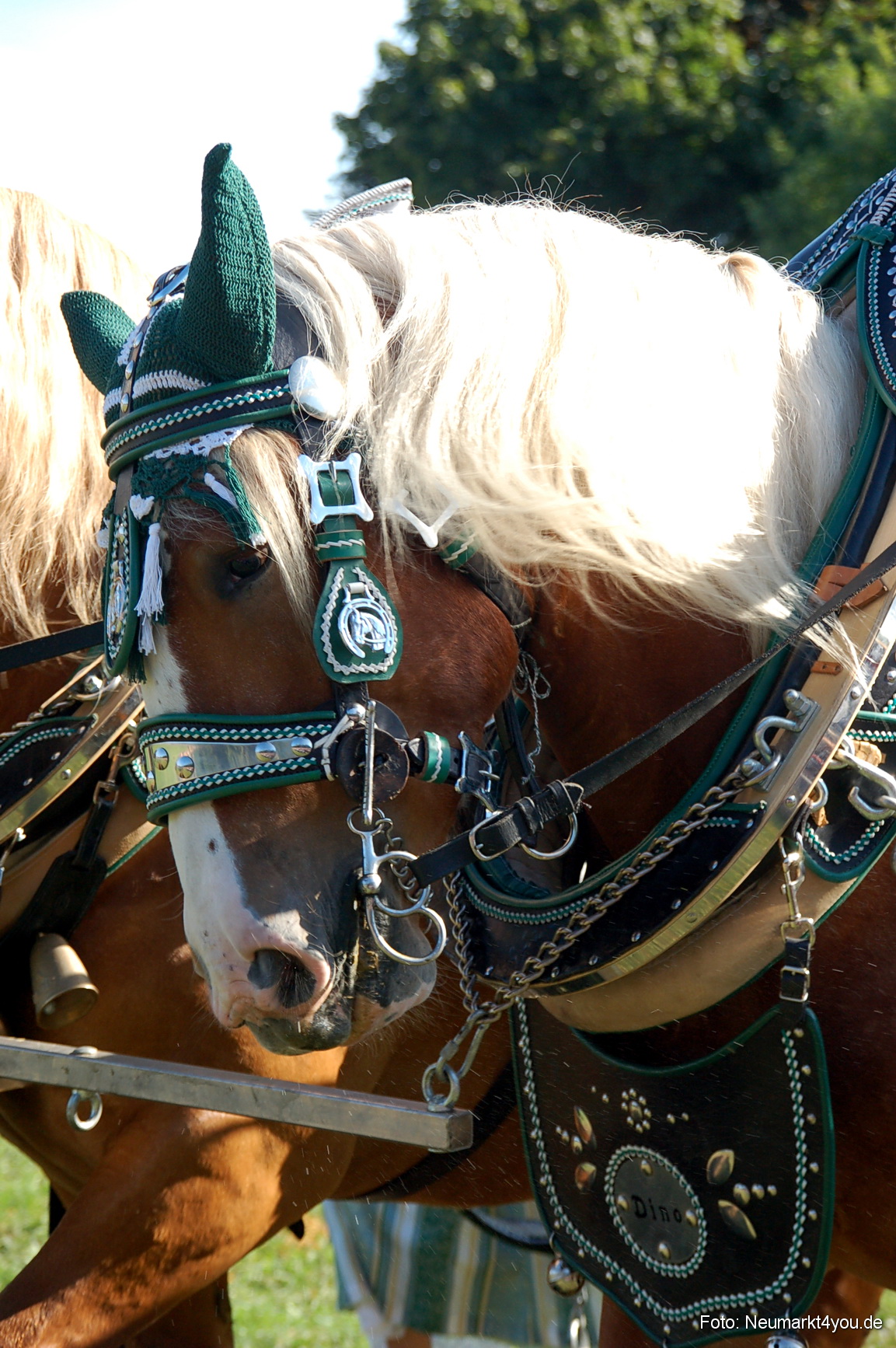0045 Pferdeschau Neumarkt 180808