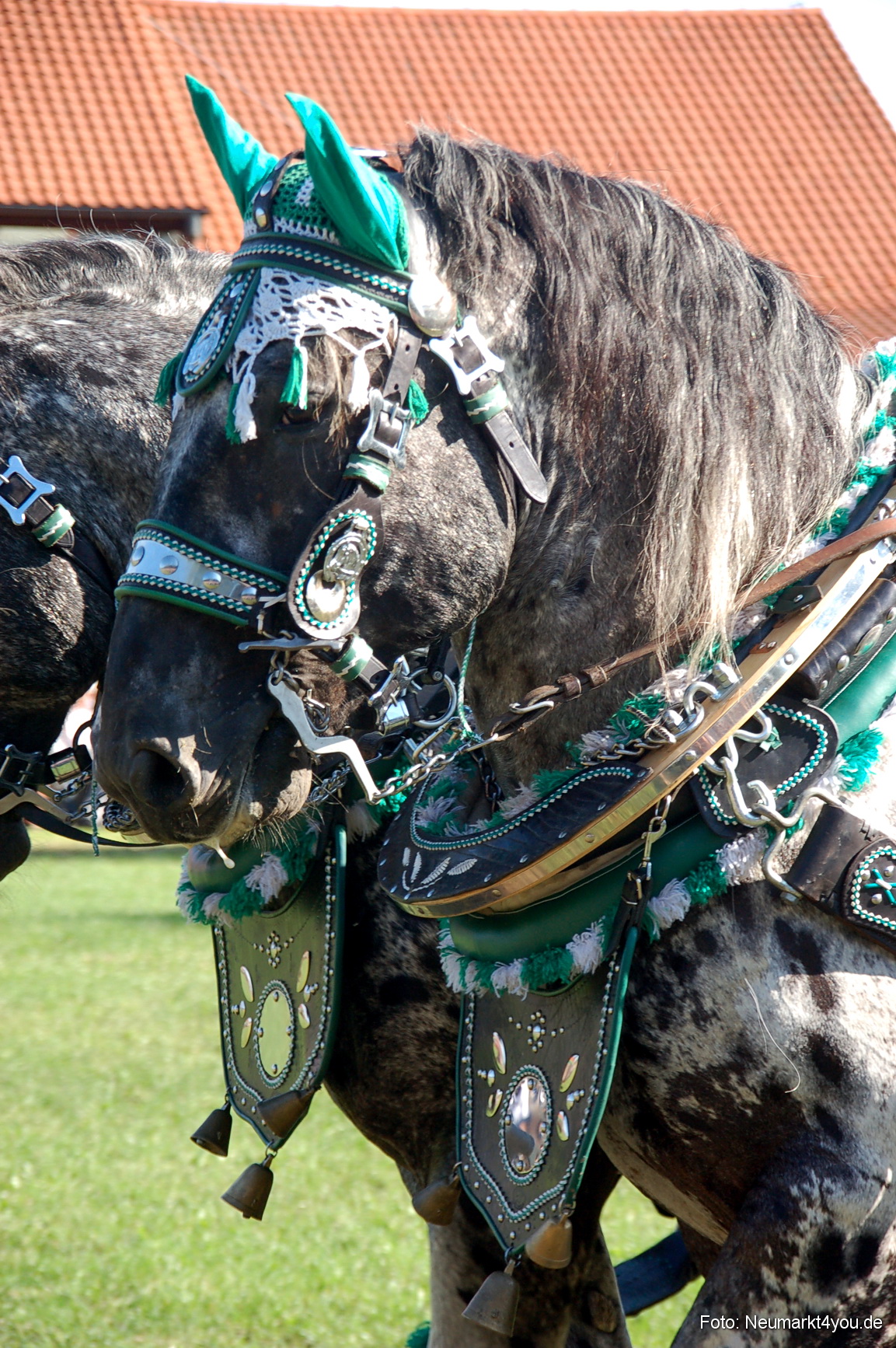 0046 Pferdeschau Neumarkt 180808