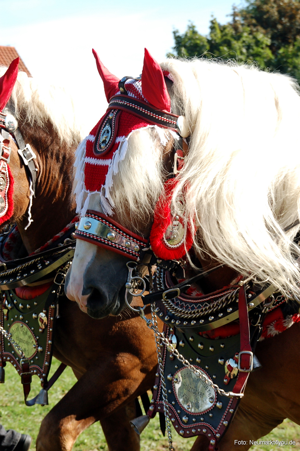 0049 Pferdeschau Neumarkt 180808