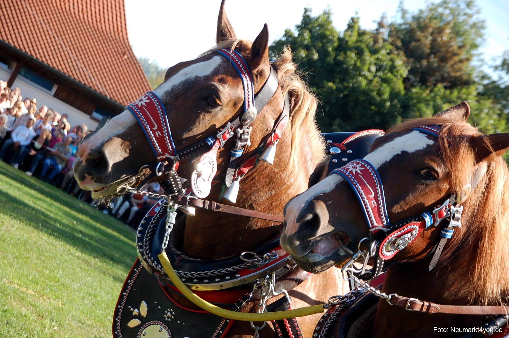 0050 Pferdeschau Neumarkt 180808